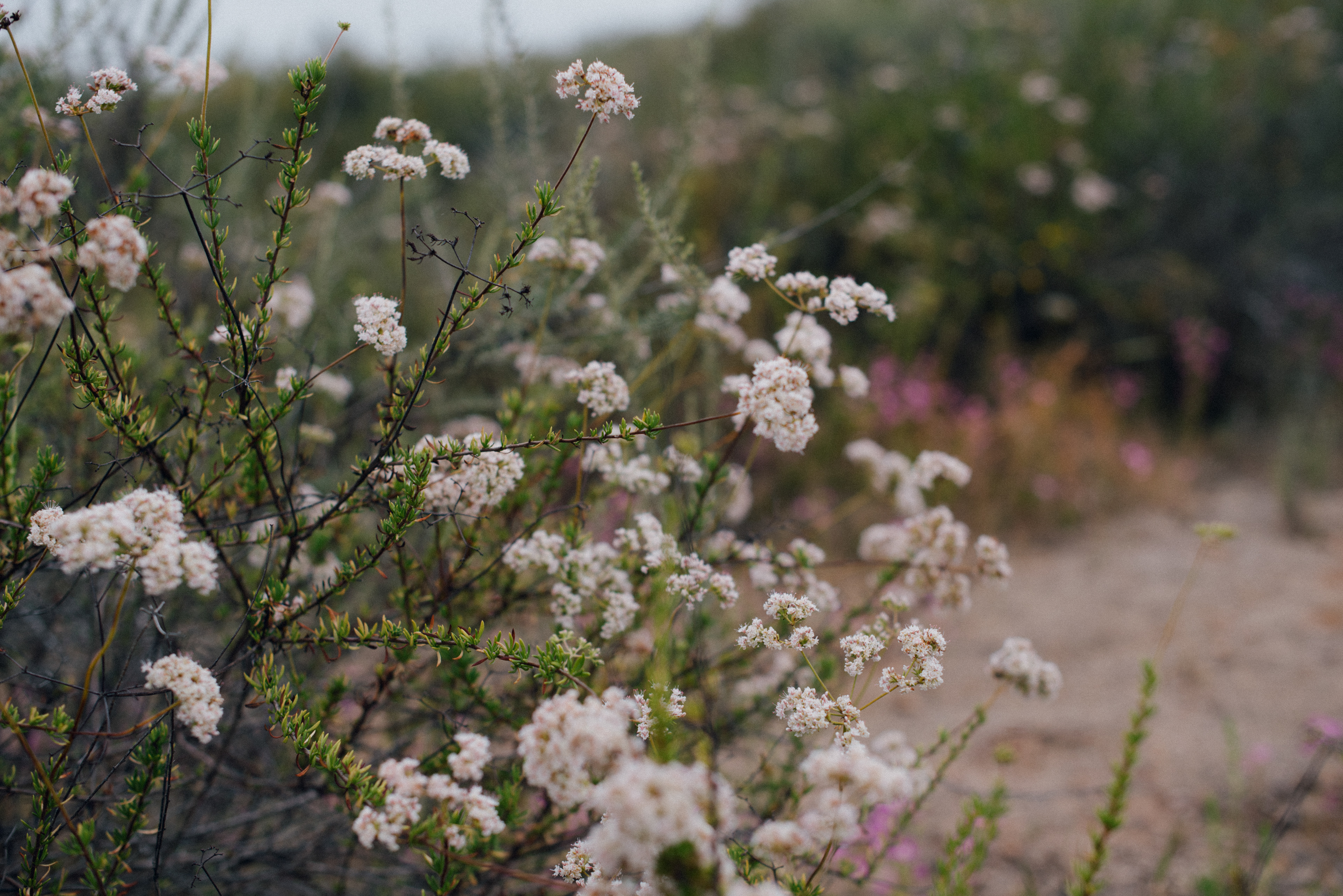 california buckwheat // Erigonum fasciculatum