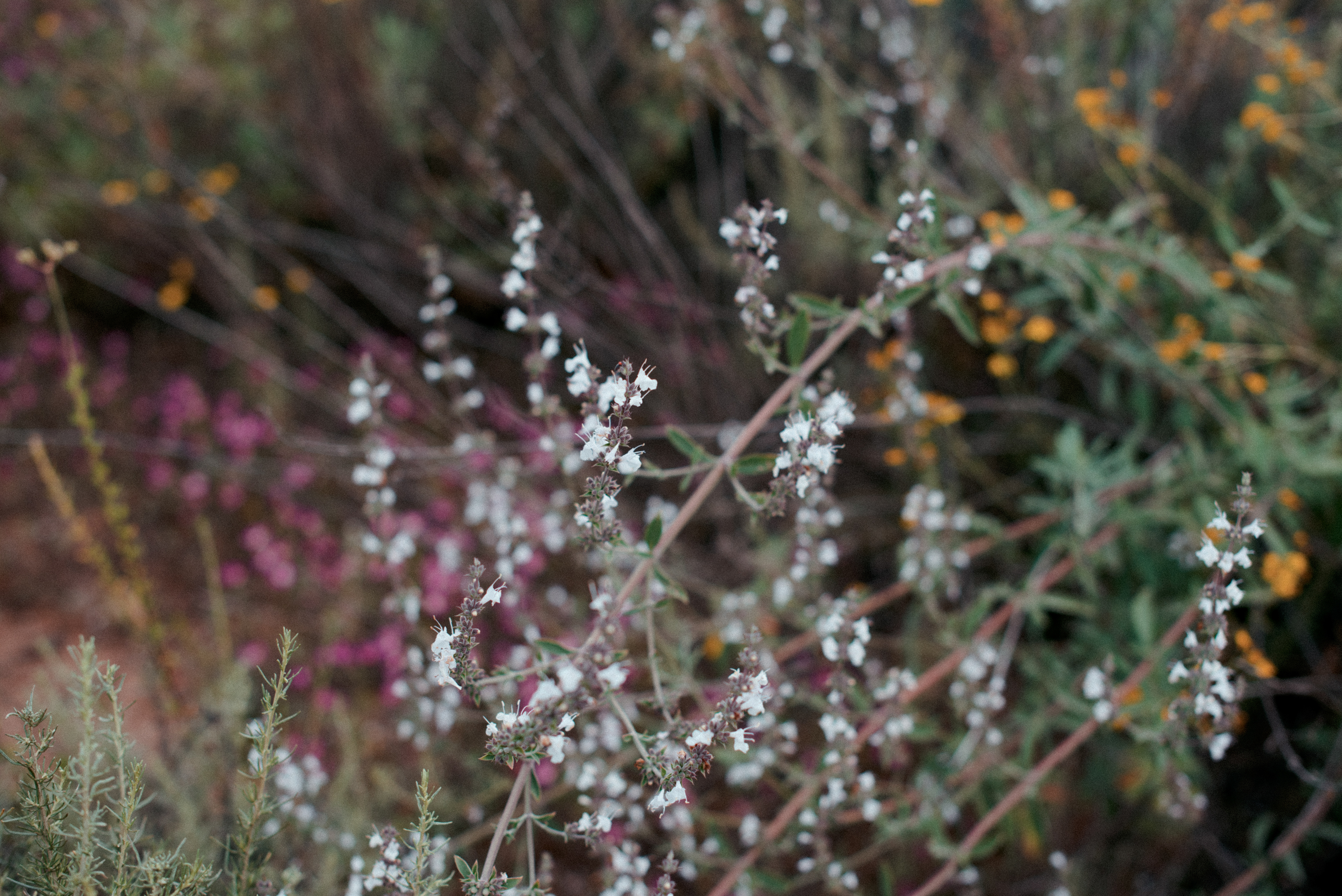 black sage // Salvia mellifera