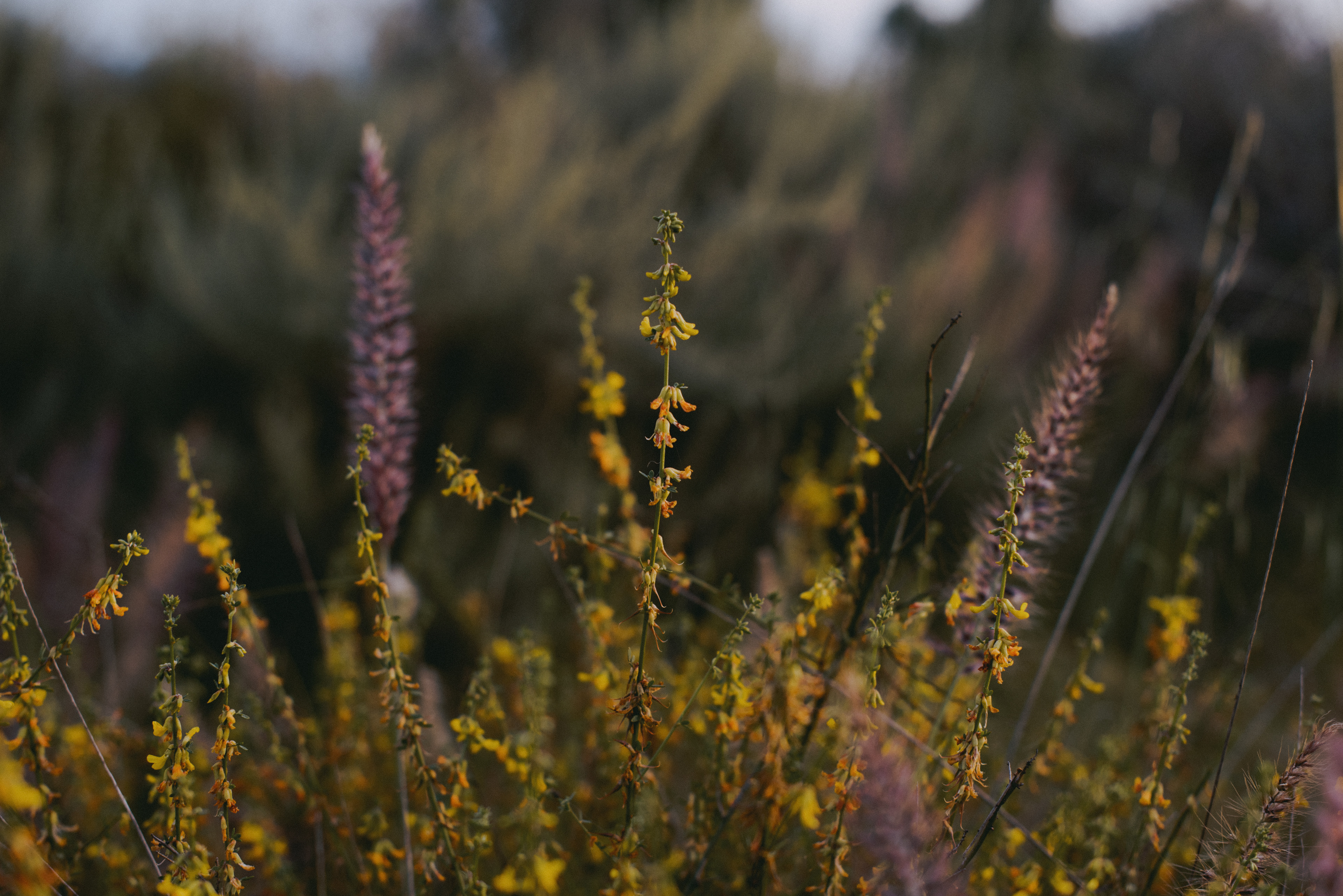 california broom // acmispon glaber vars. brevialatus