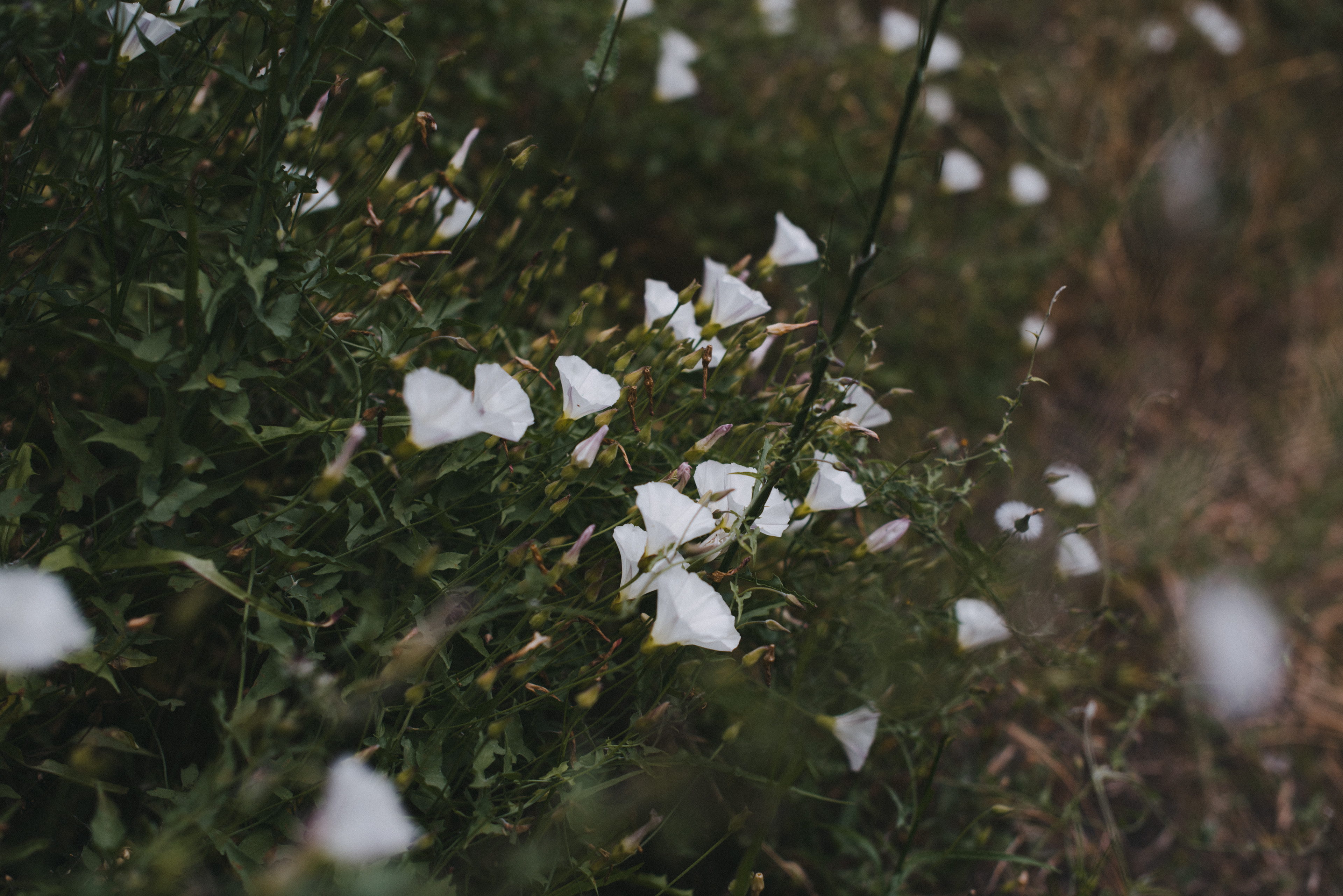california morning glory // Calystegia macrostegia