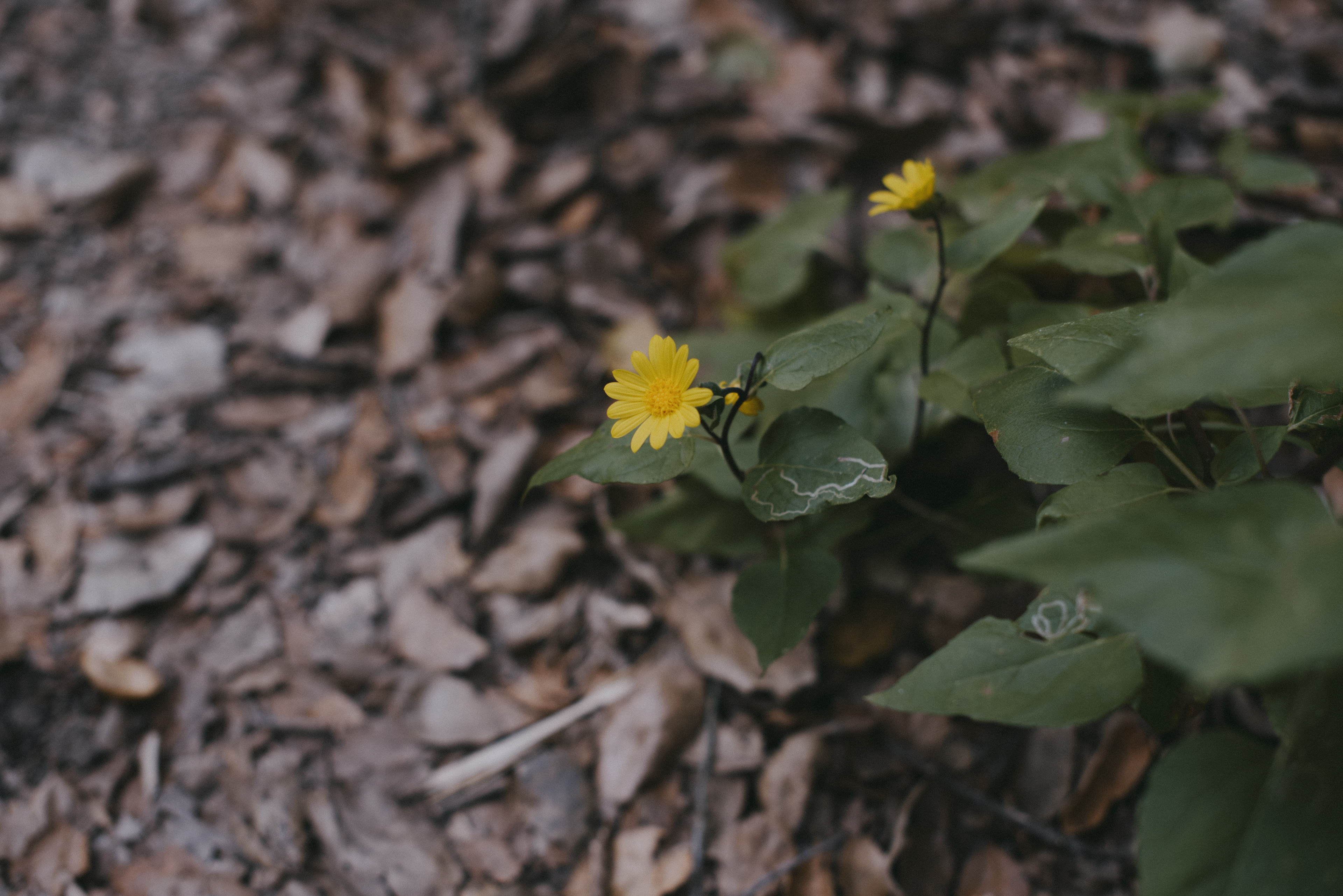 cyn sunflower // Venegasia carpesioides