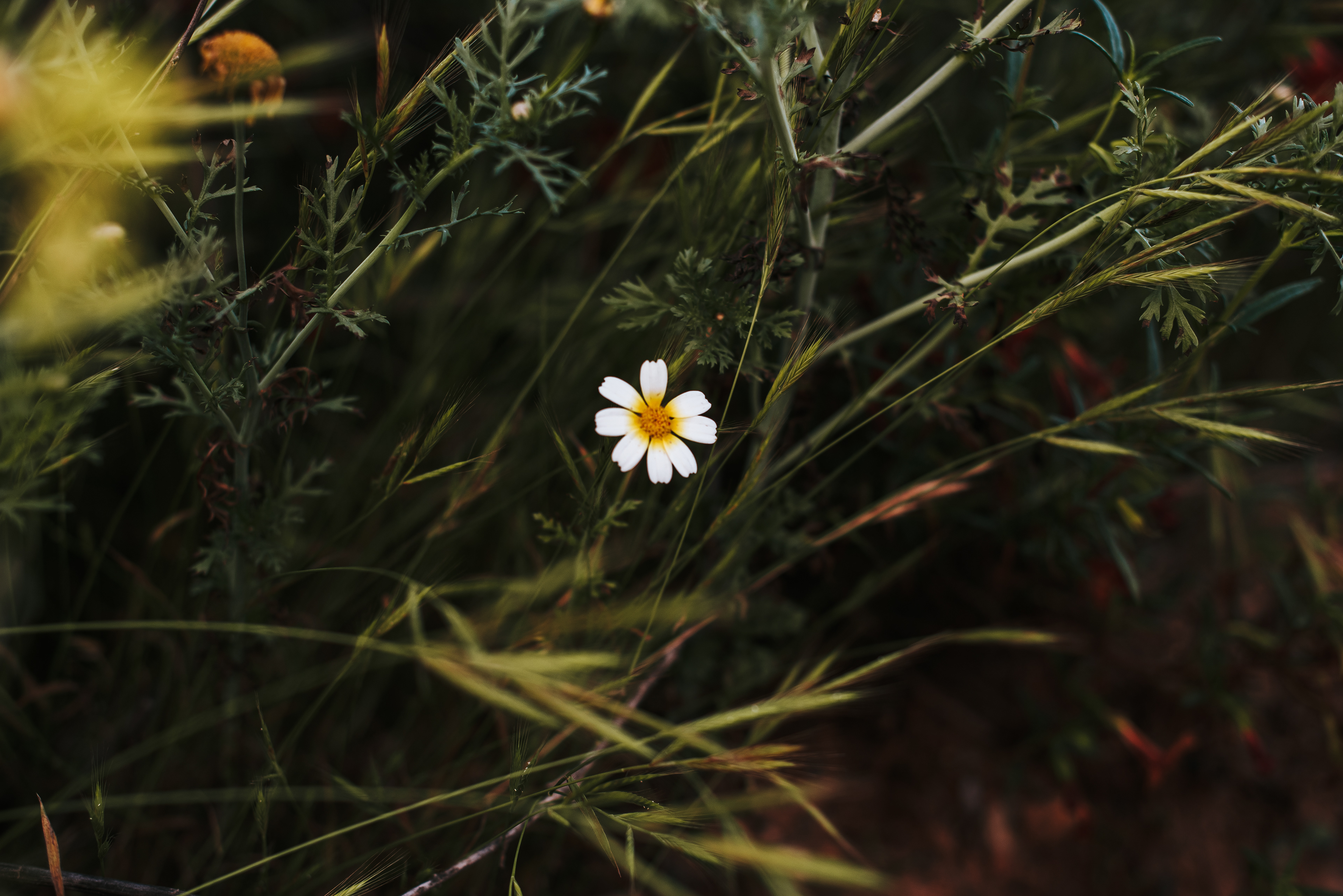 black-jack // Bidens pilosa