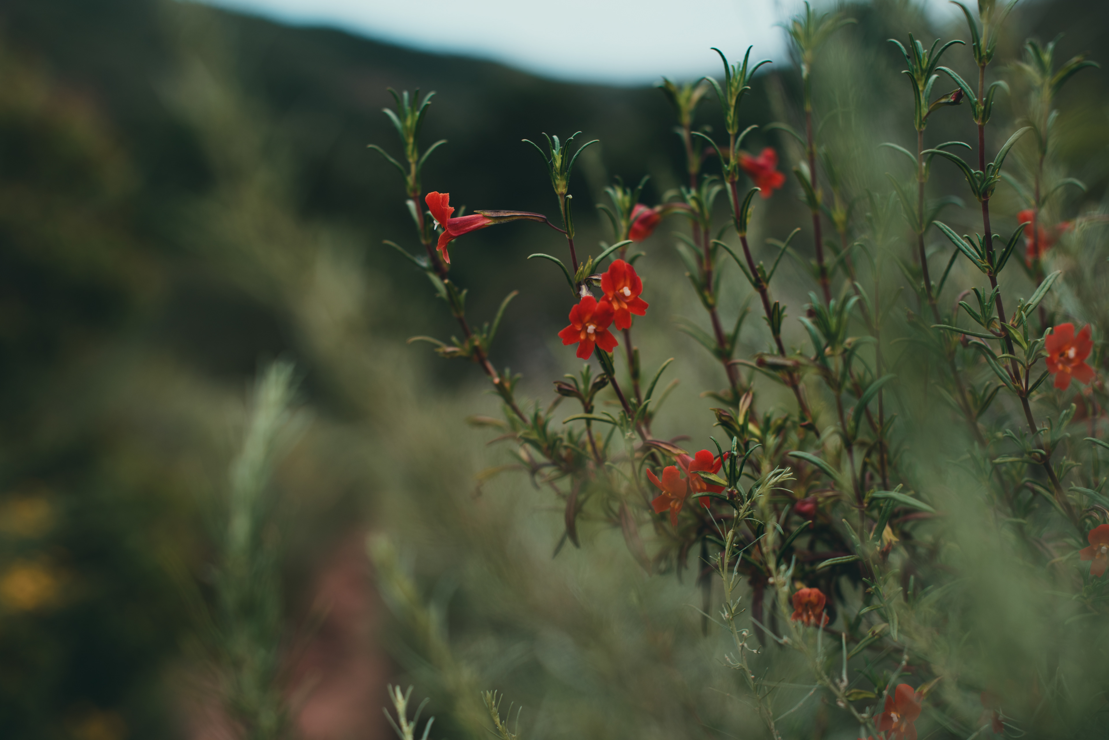 bush monkeyflower // Mimulus aurantiacus