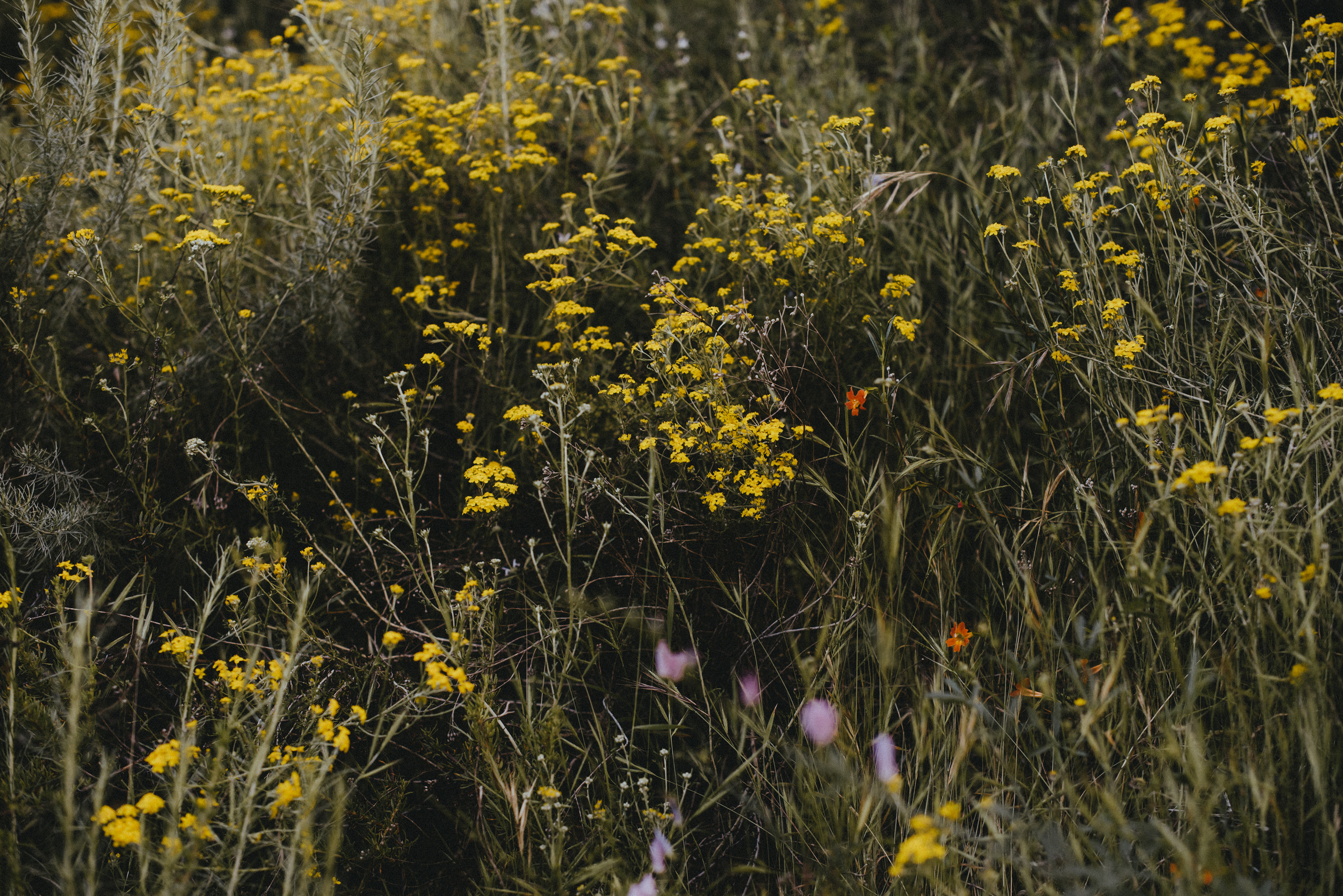 golden yarrow // Eriophyllum confertiflorum