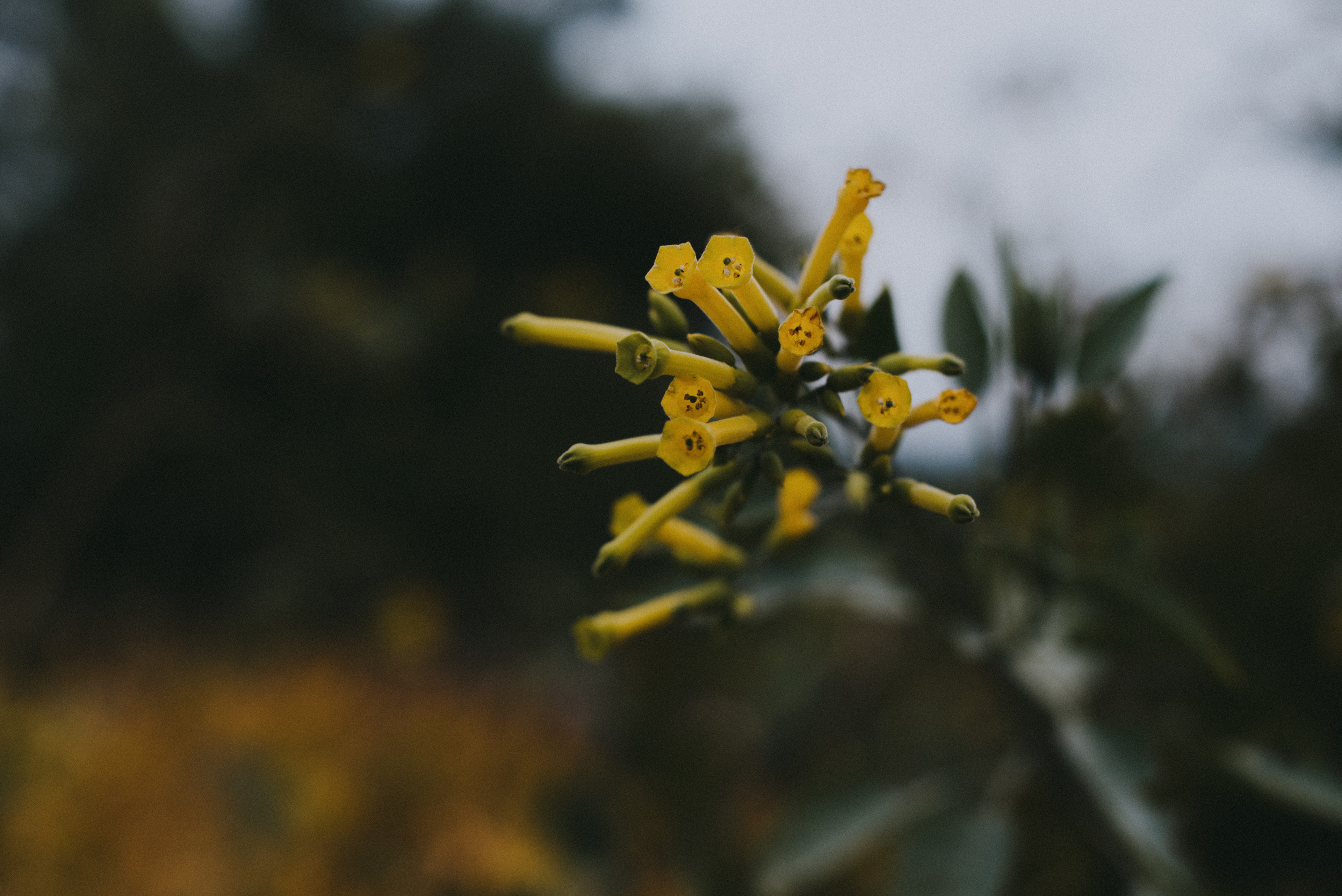 tree tobacco // Nicotiana glauca