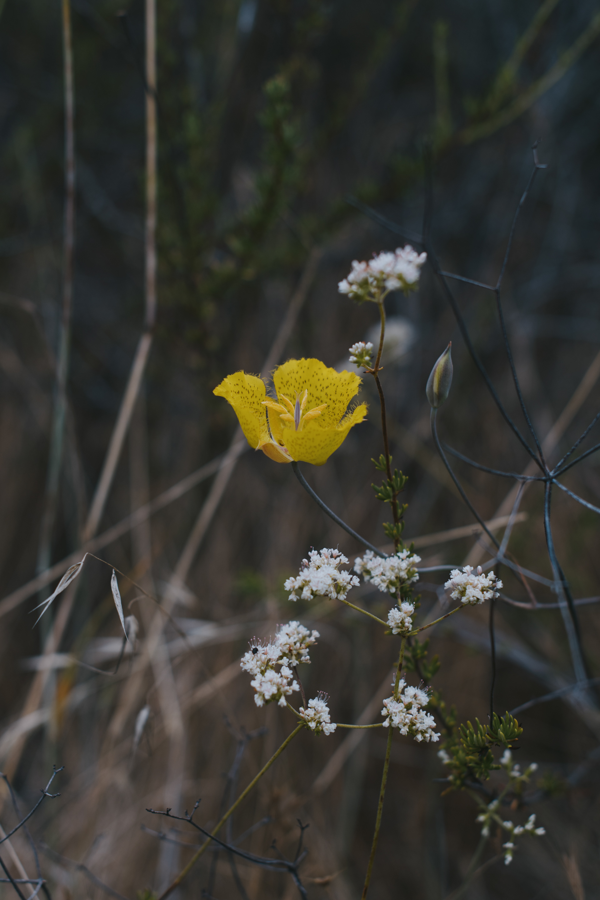weed's mariposa lily // Calochortus weedii