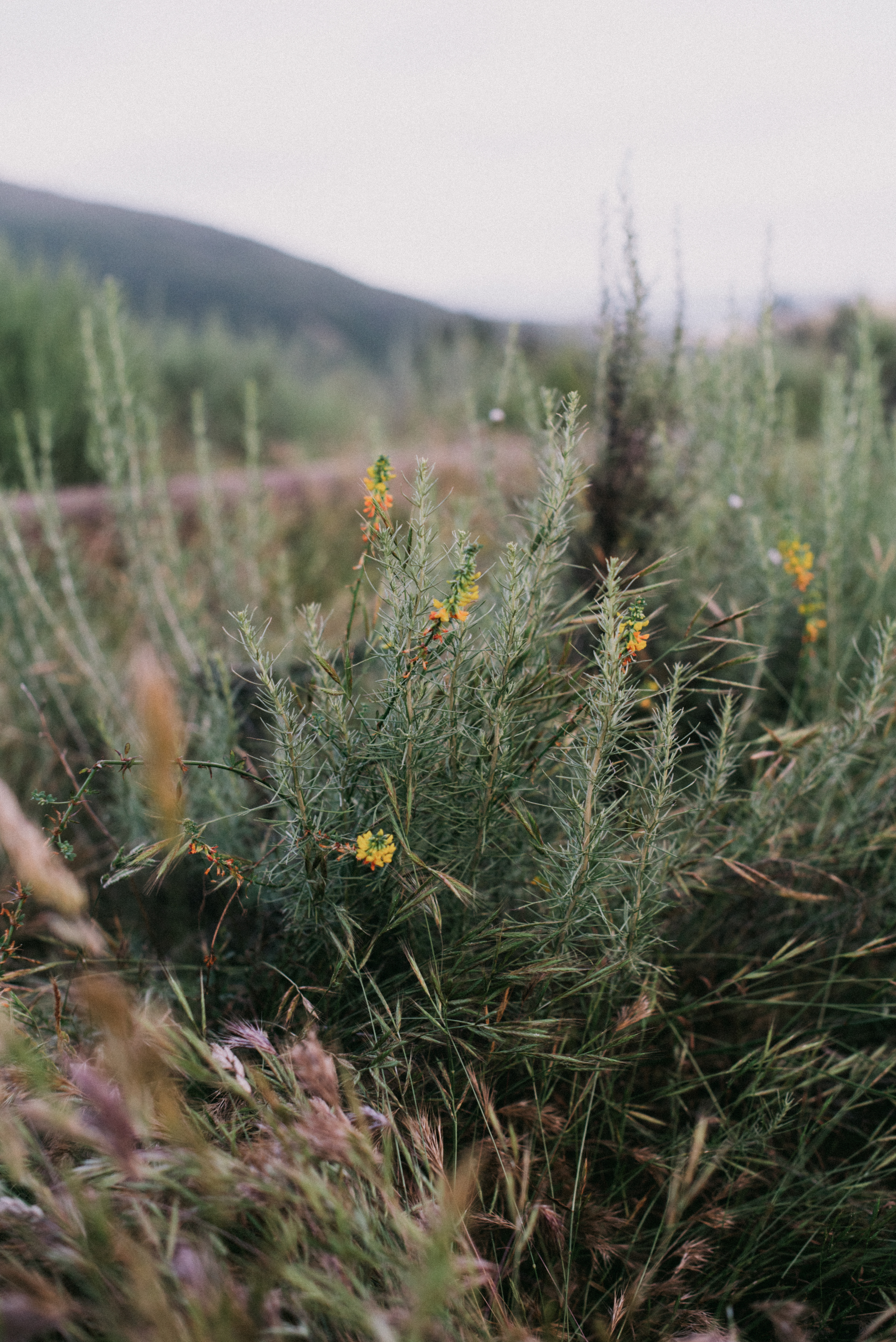 california broom // acmispon glaber vars. brevialatus