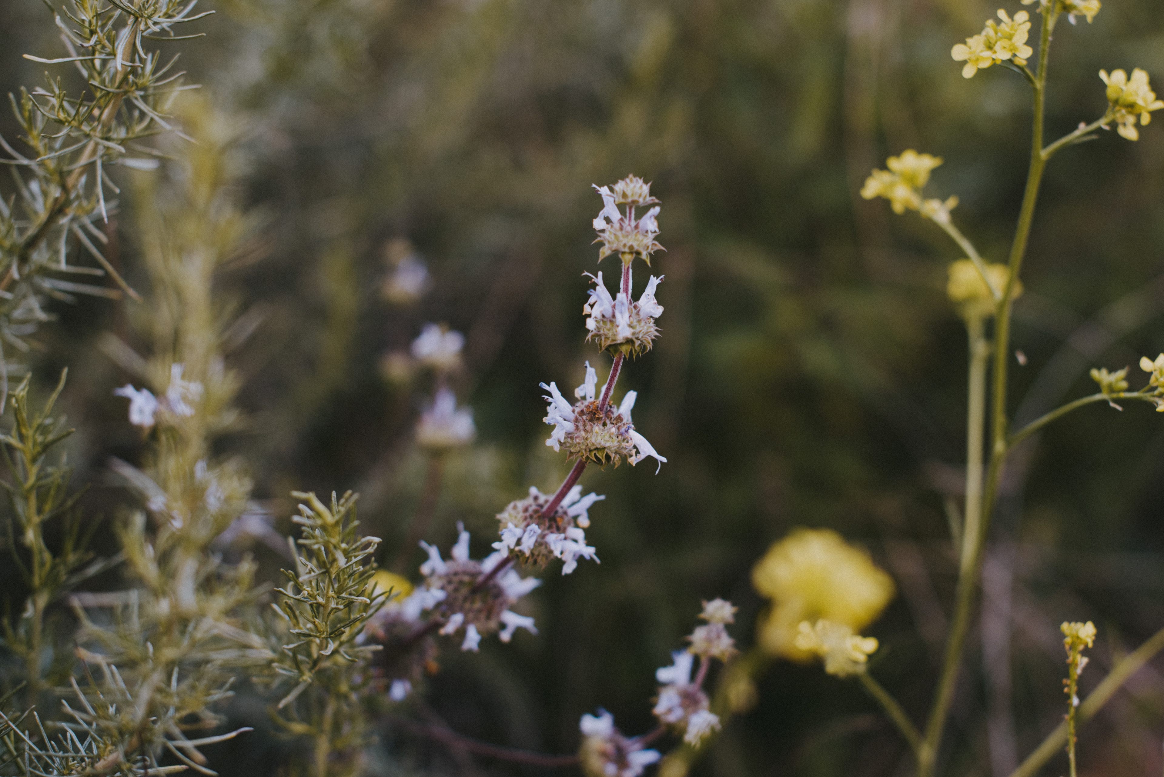 black sage // Salvia mellifera