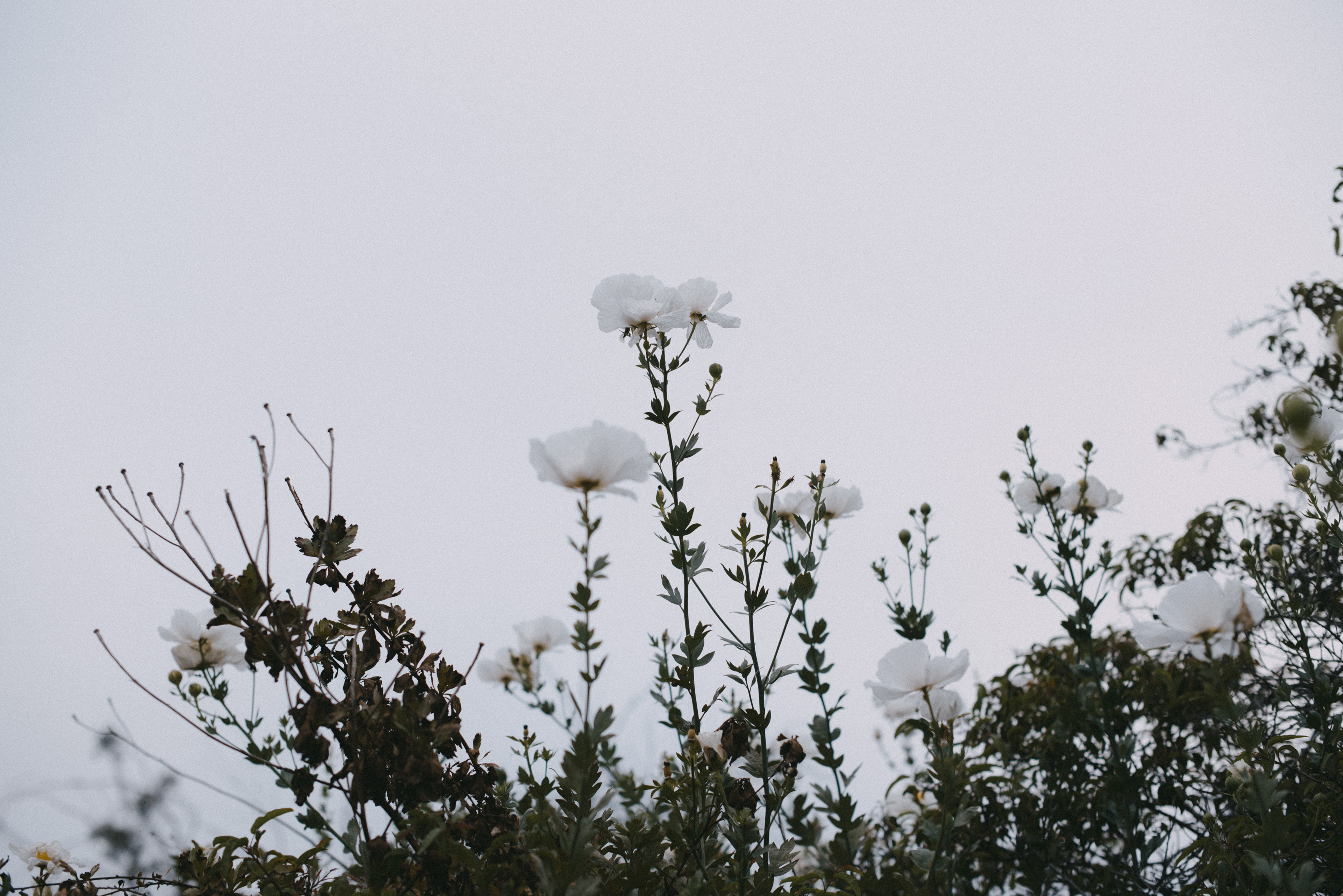 matilija poppy // Romneya coulteri