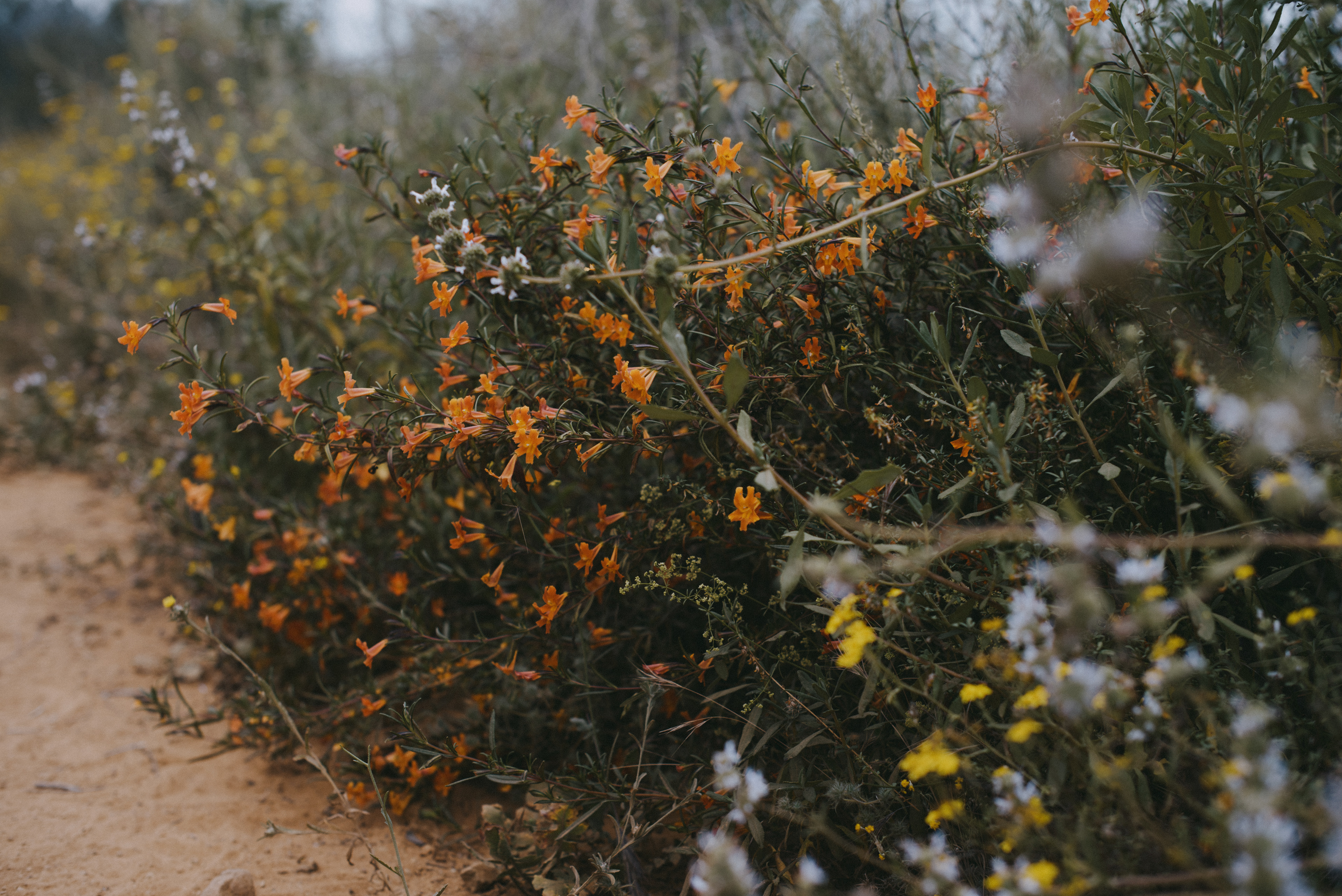 bush monkeyflower // Mimulus aurantiacus
