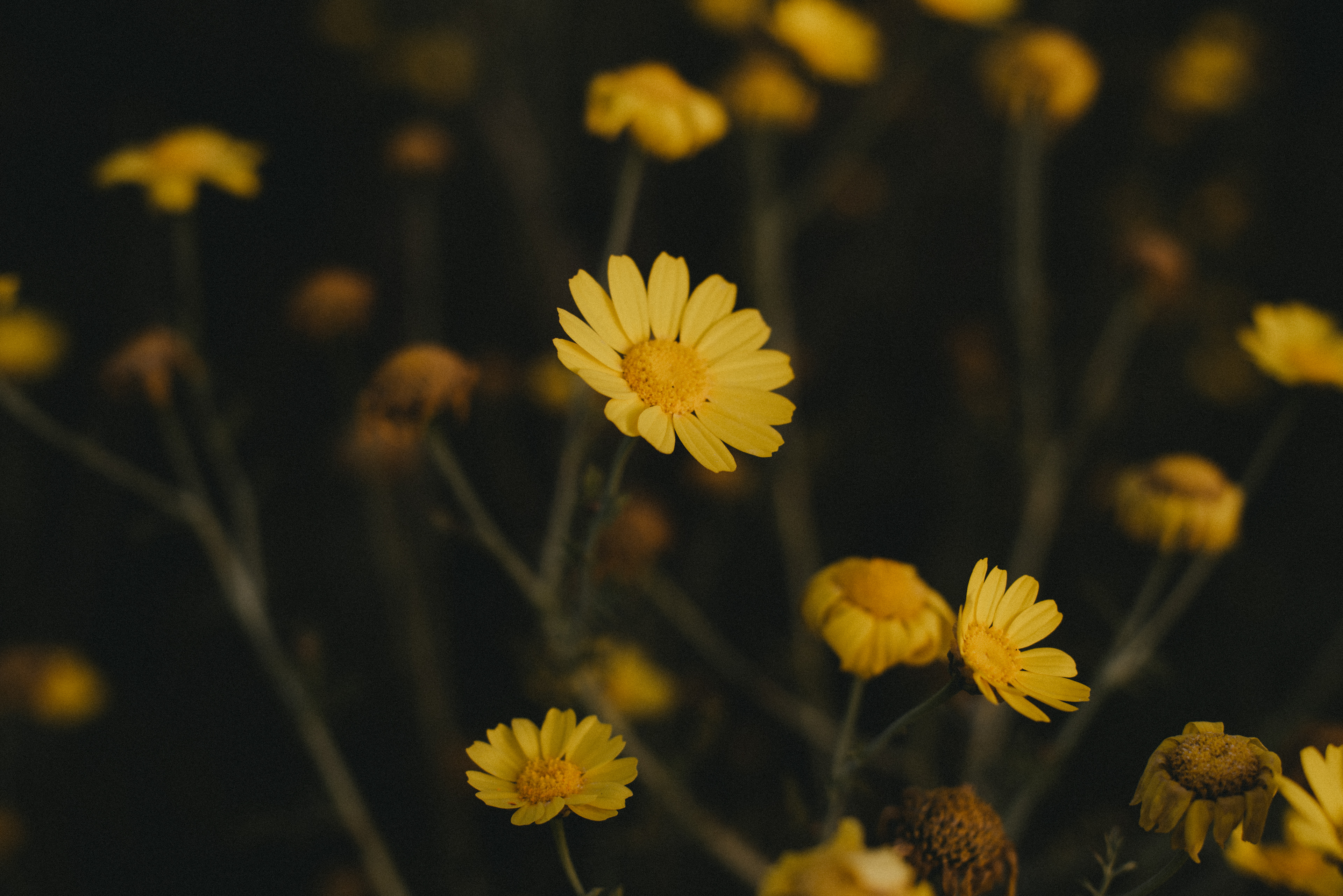 tickseed // Coreopsis californica