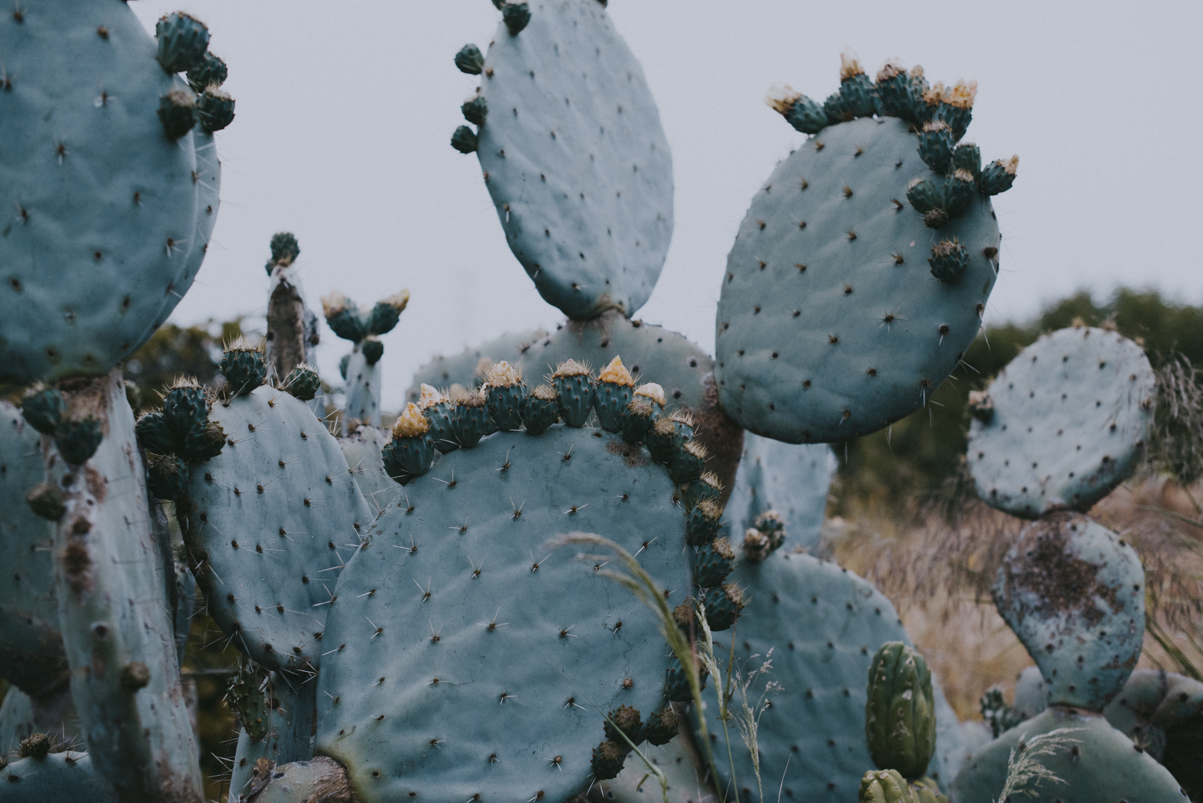 prickly pear // Opuntia spp.