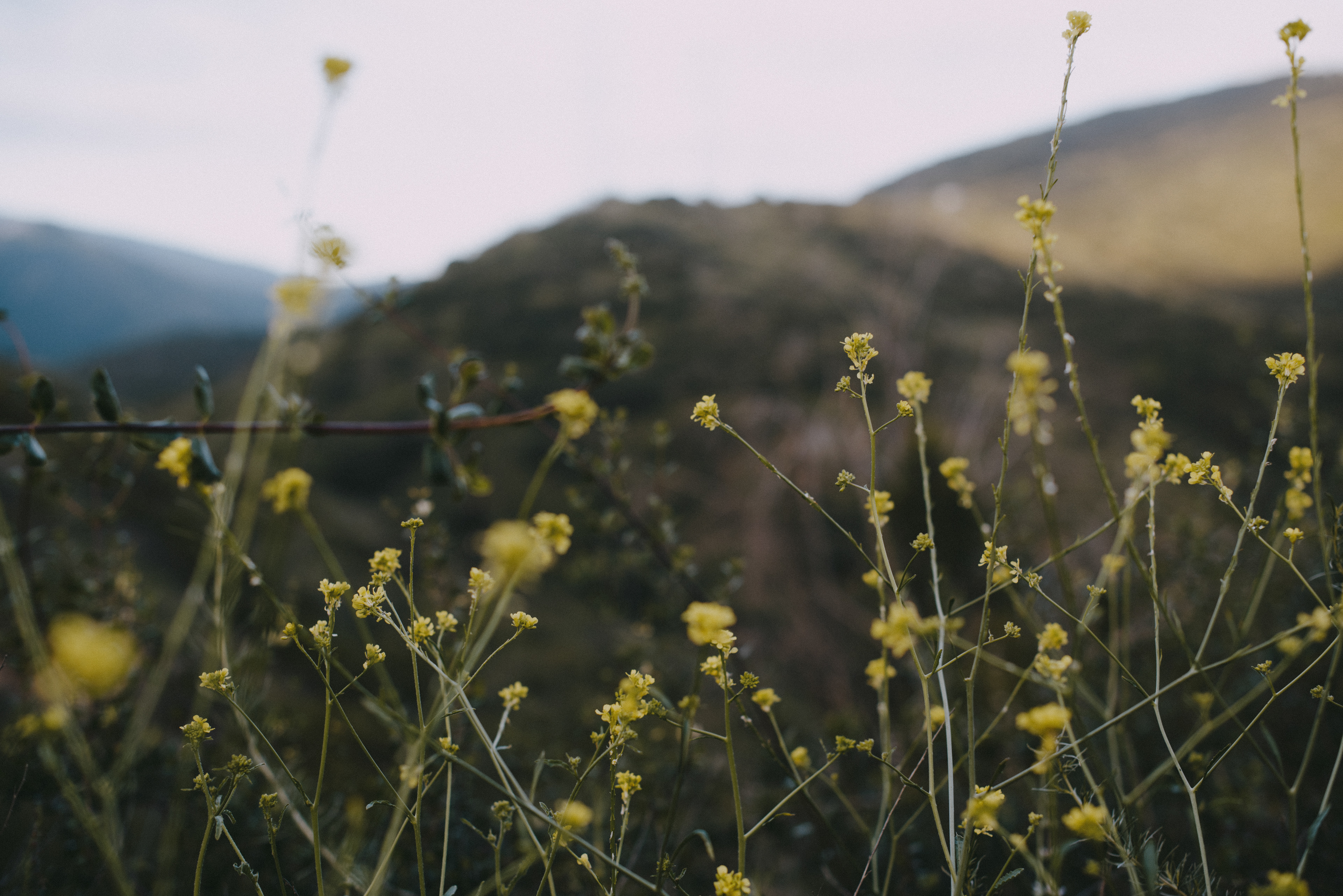 black mustard // brassica nigra