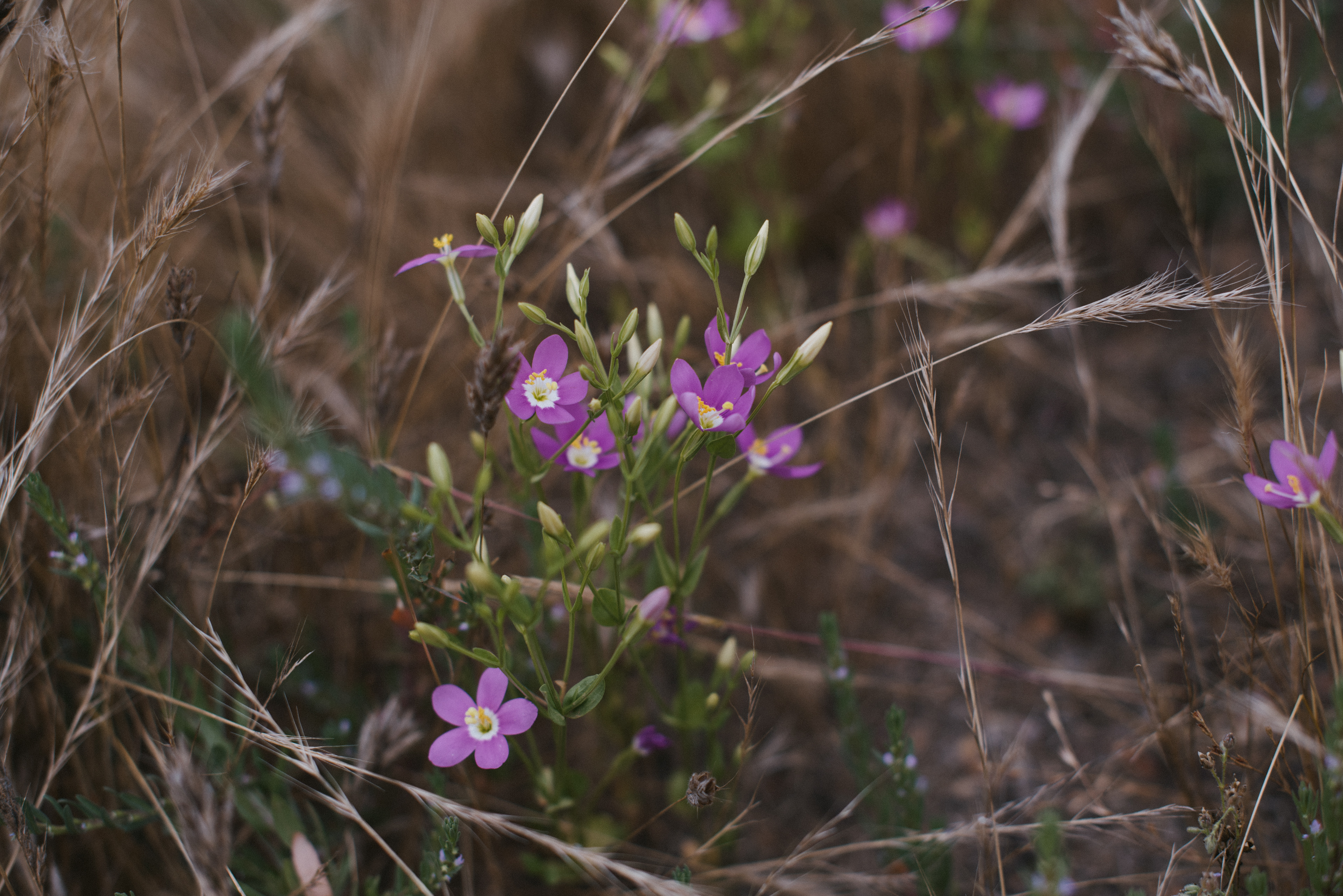 charming centaury // Centaurium venustum