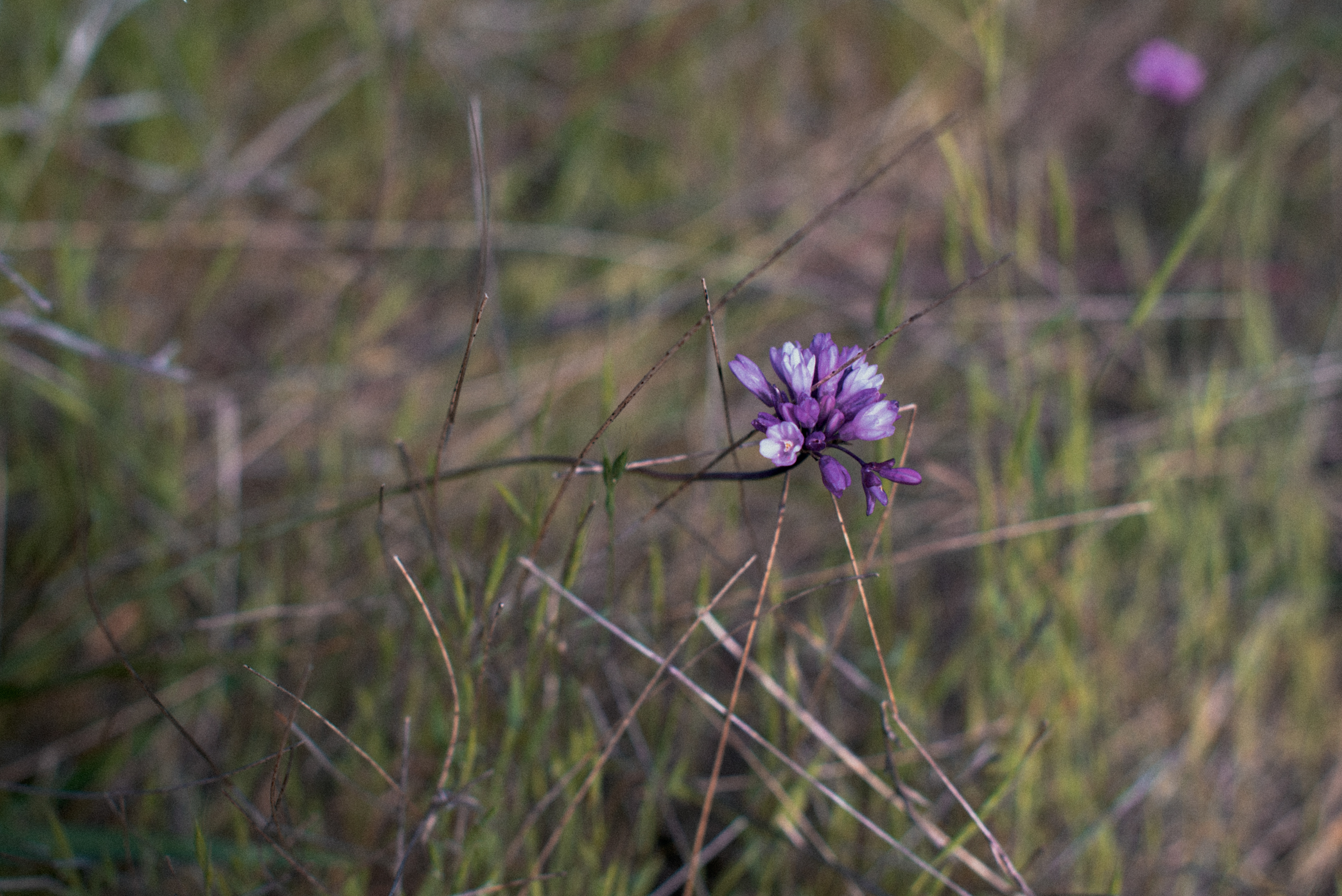 wild hyacinth // Dichelostemma capitatum ssp. c.