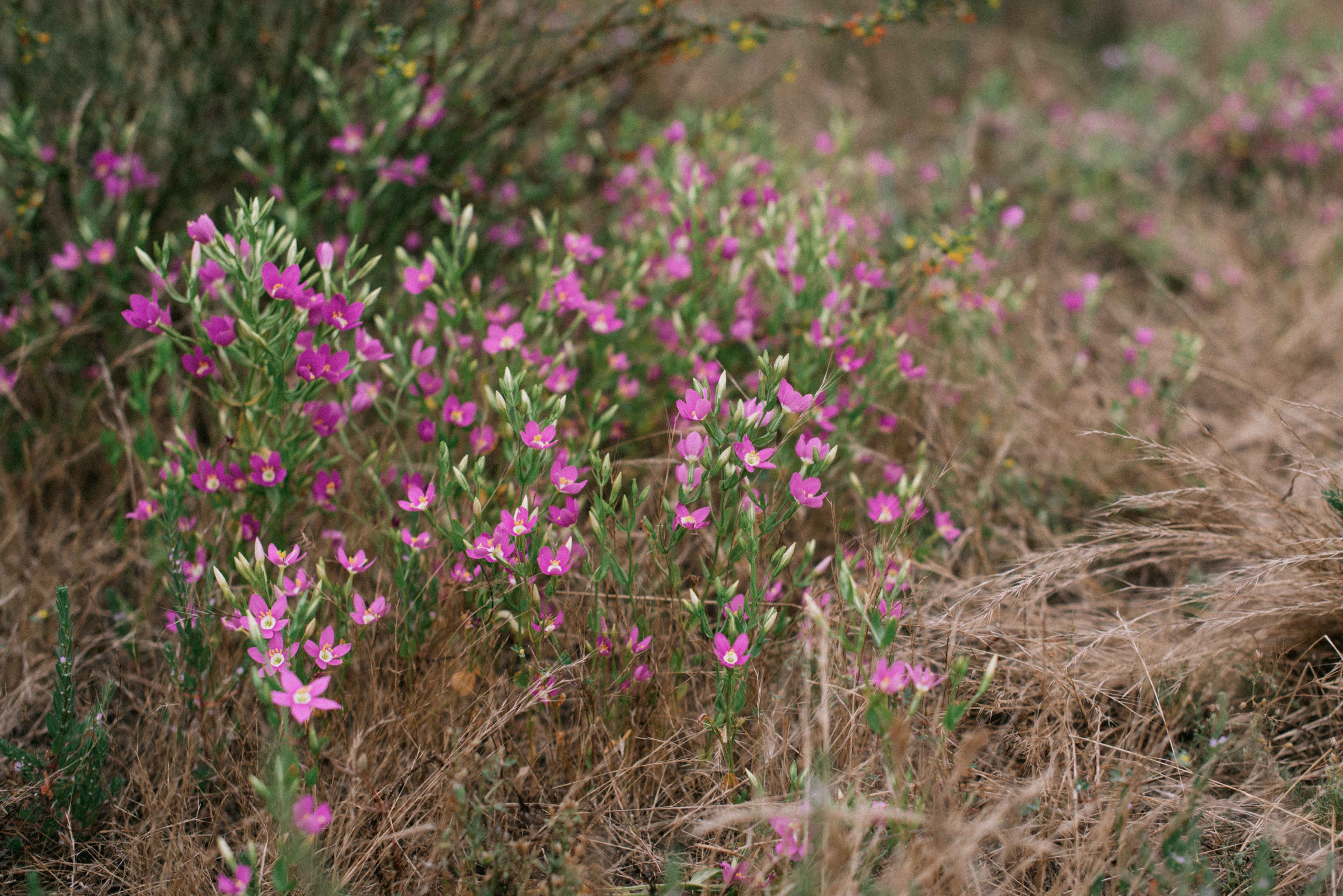 charming centaury // Centaurium venustum