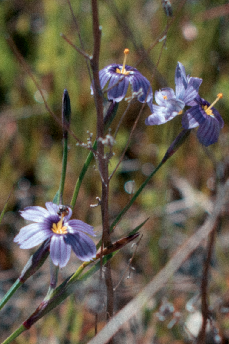 blue-eyed grass // Sisyrinchium bellum