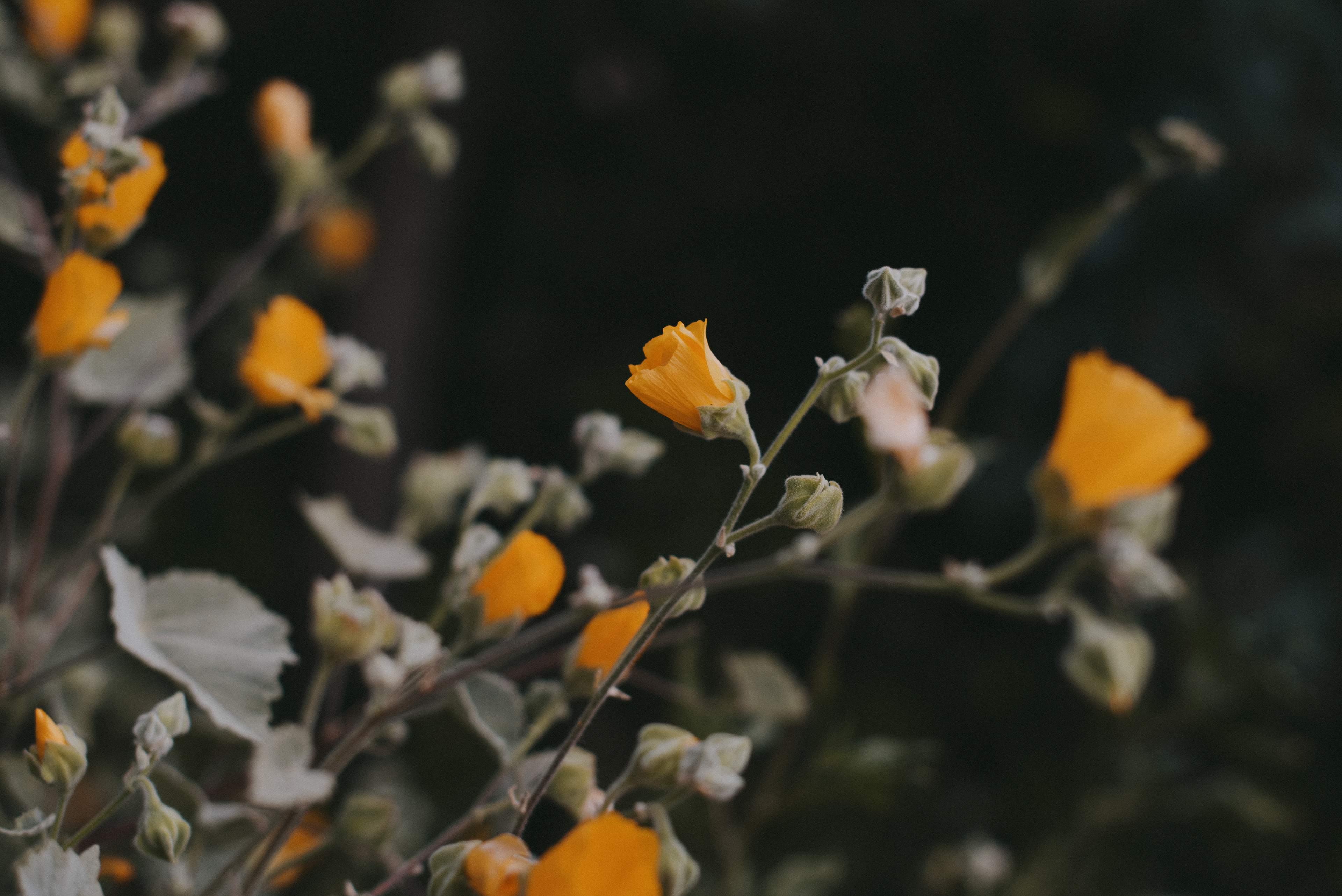 desert mallow // Sphaeralcea ambigua