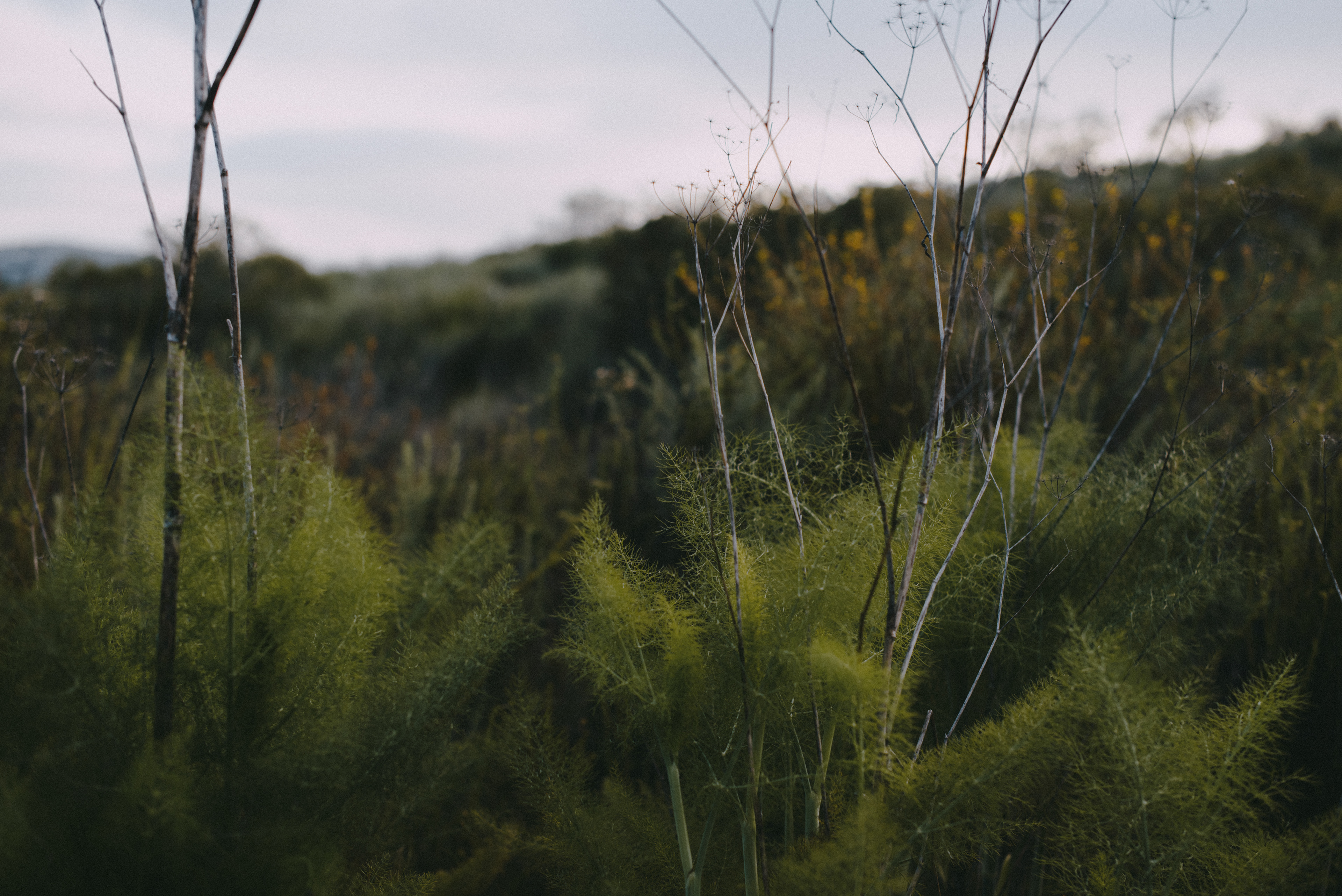 fennel // Foeniculum vulgare