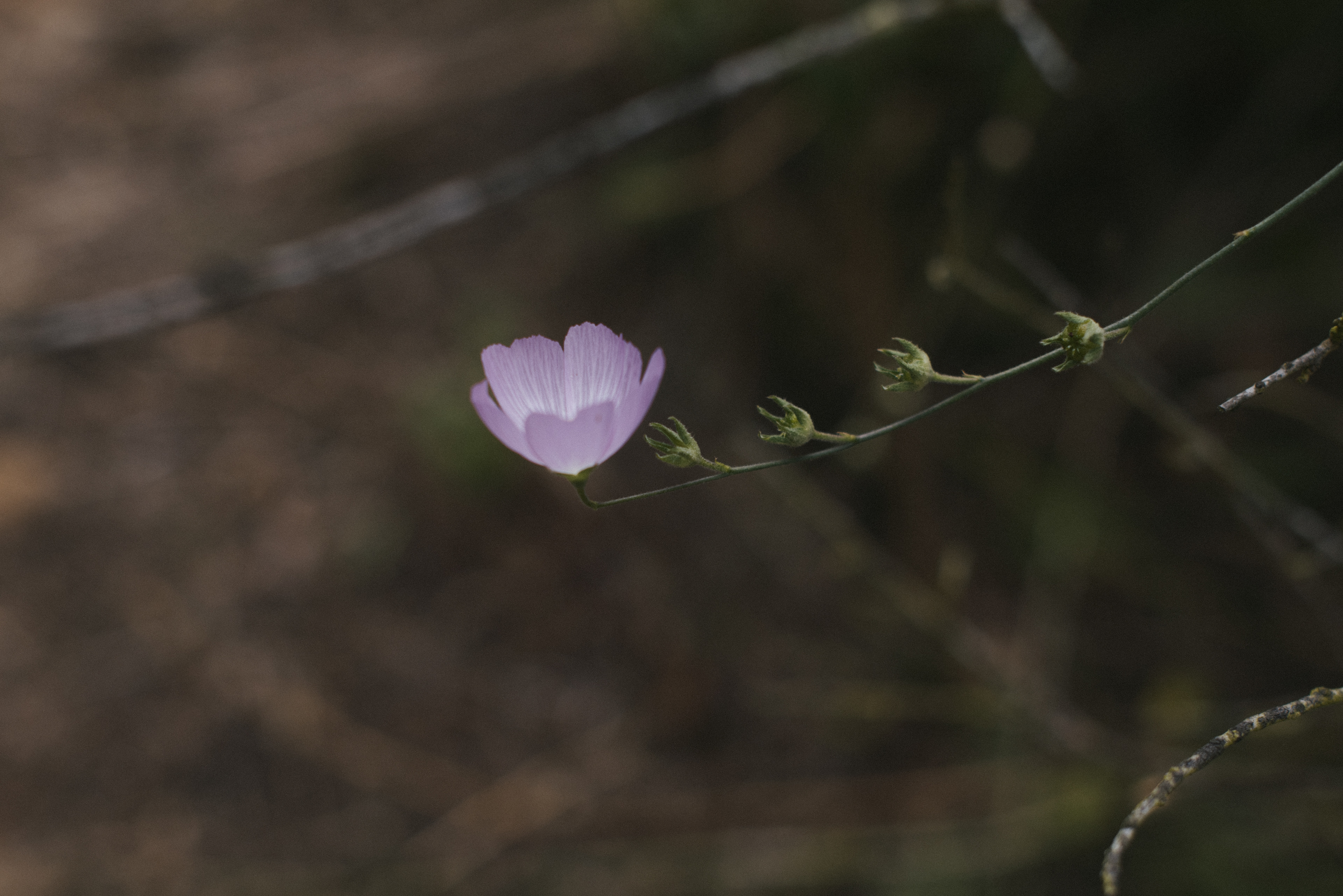 checkerbloom // Sidaclea sparsifolia