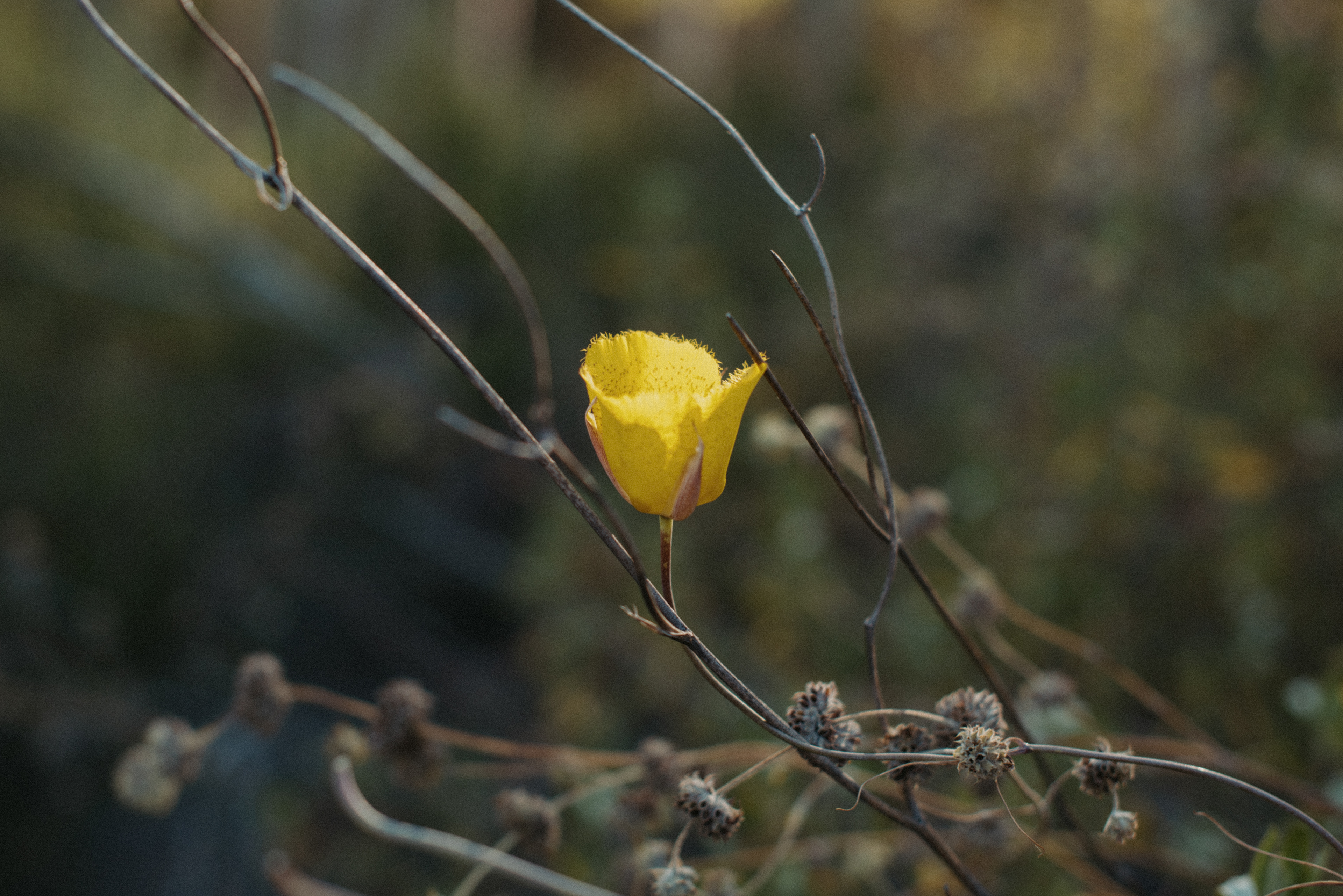 weed's mariposa lily // Calochortus weedii