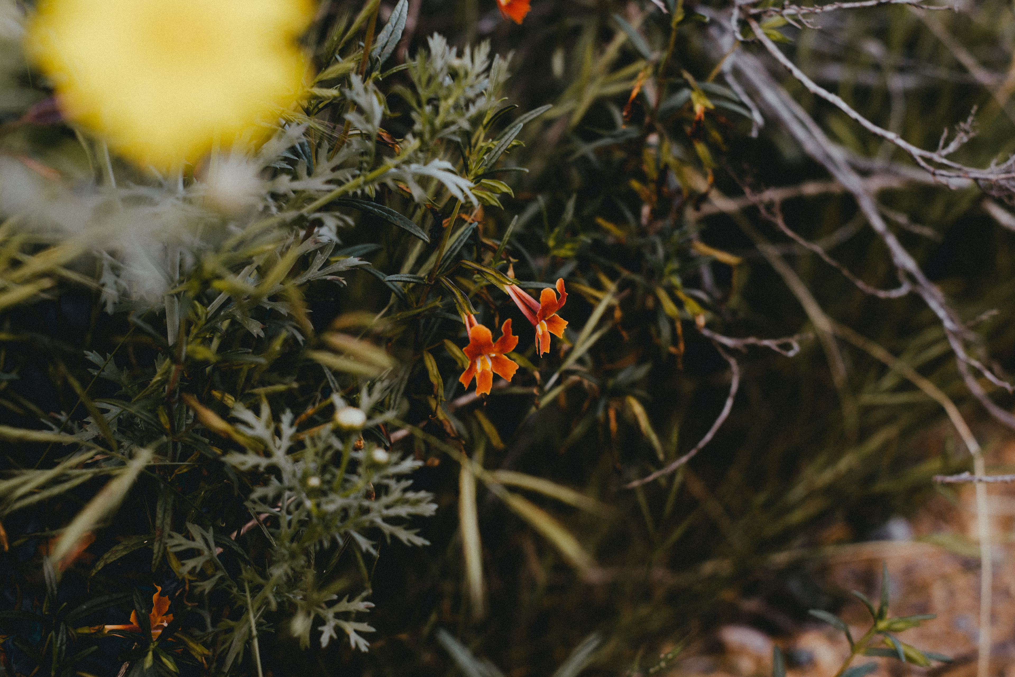 bush monkeyflower // Mimulus aurantiacus