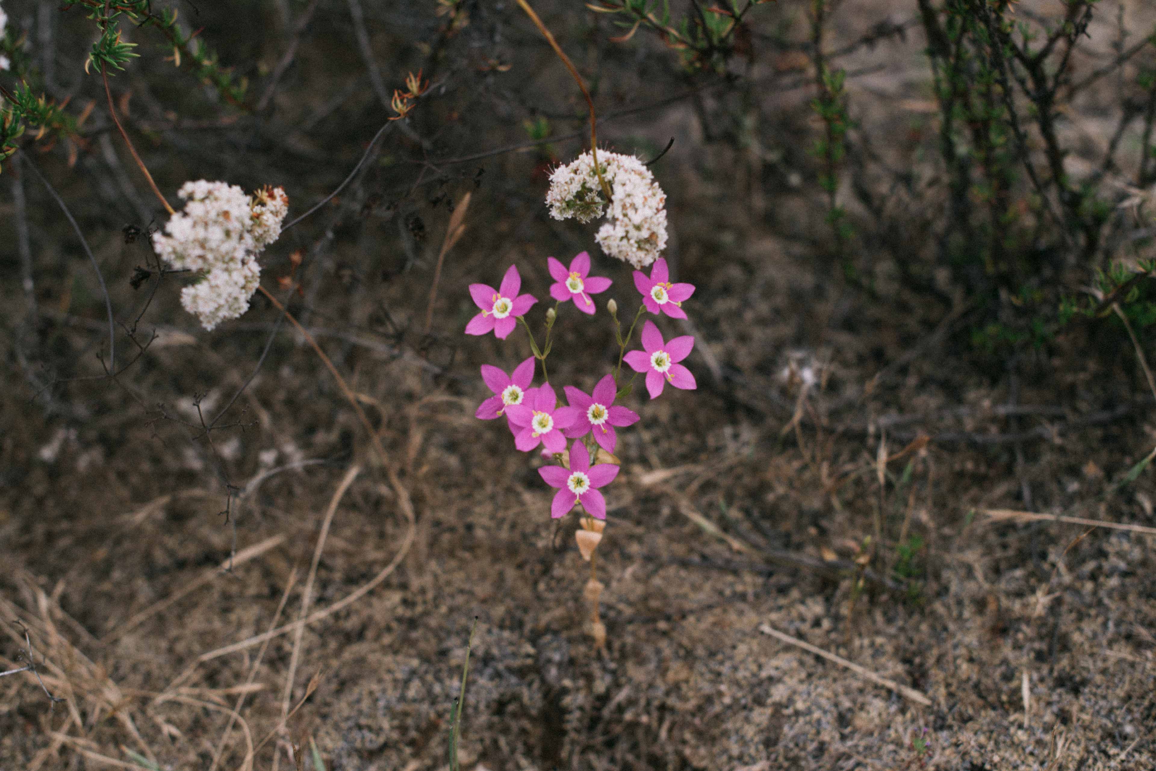 charming centaury // Centaurium venustum