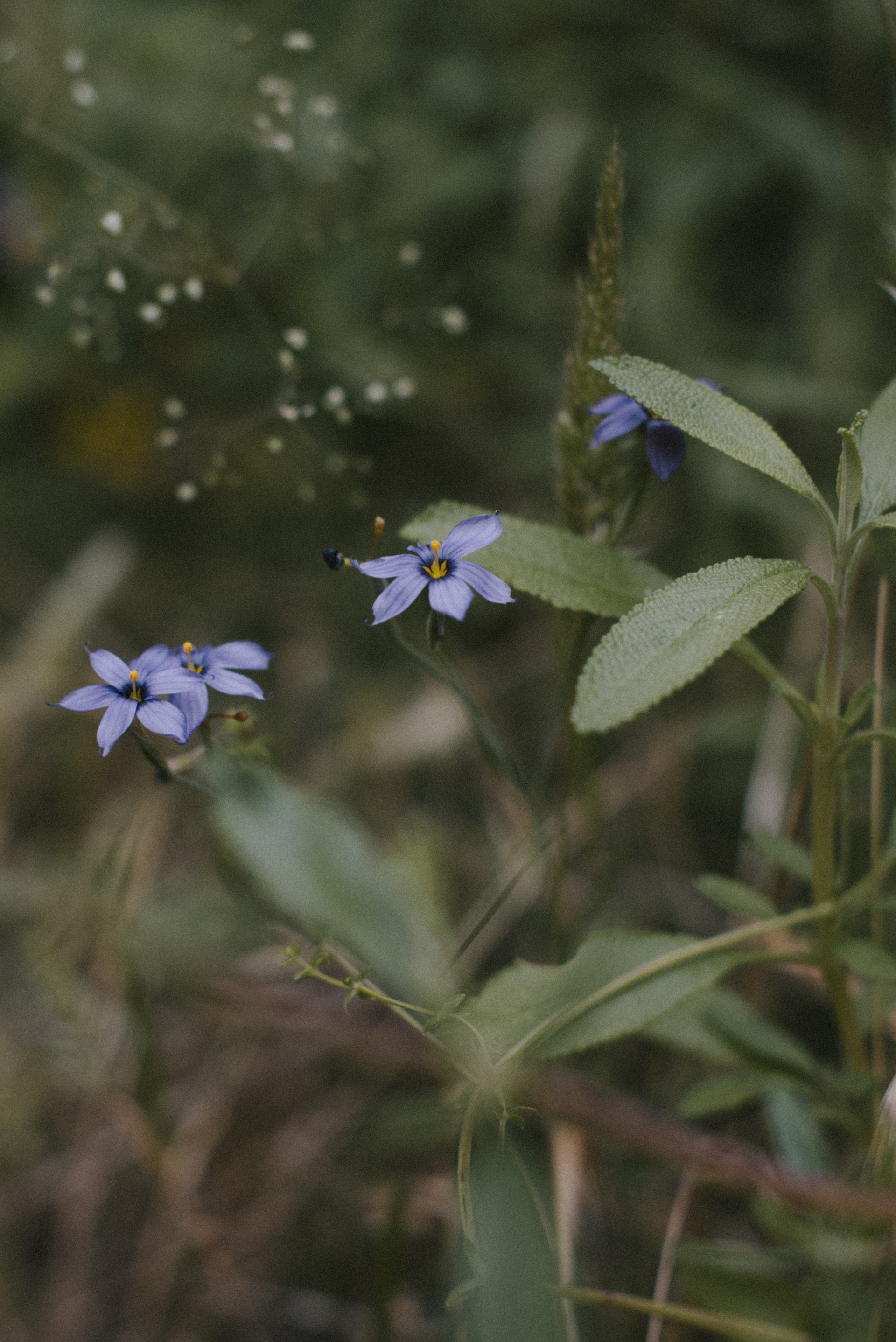 blue-eyed grass // Sisyrinchium bellum