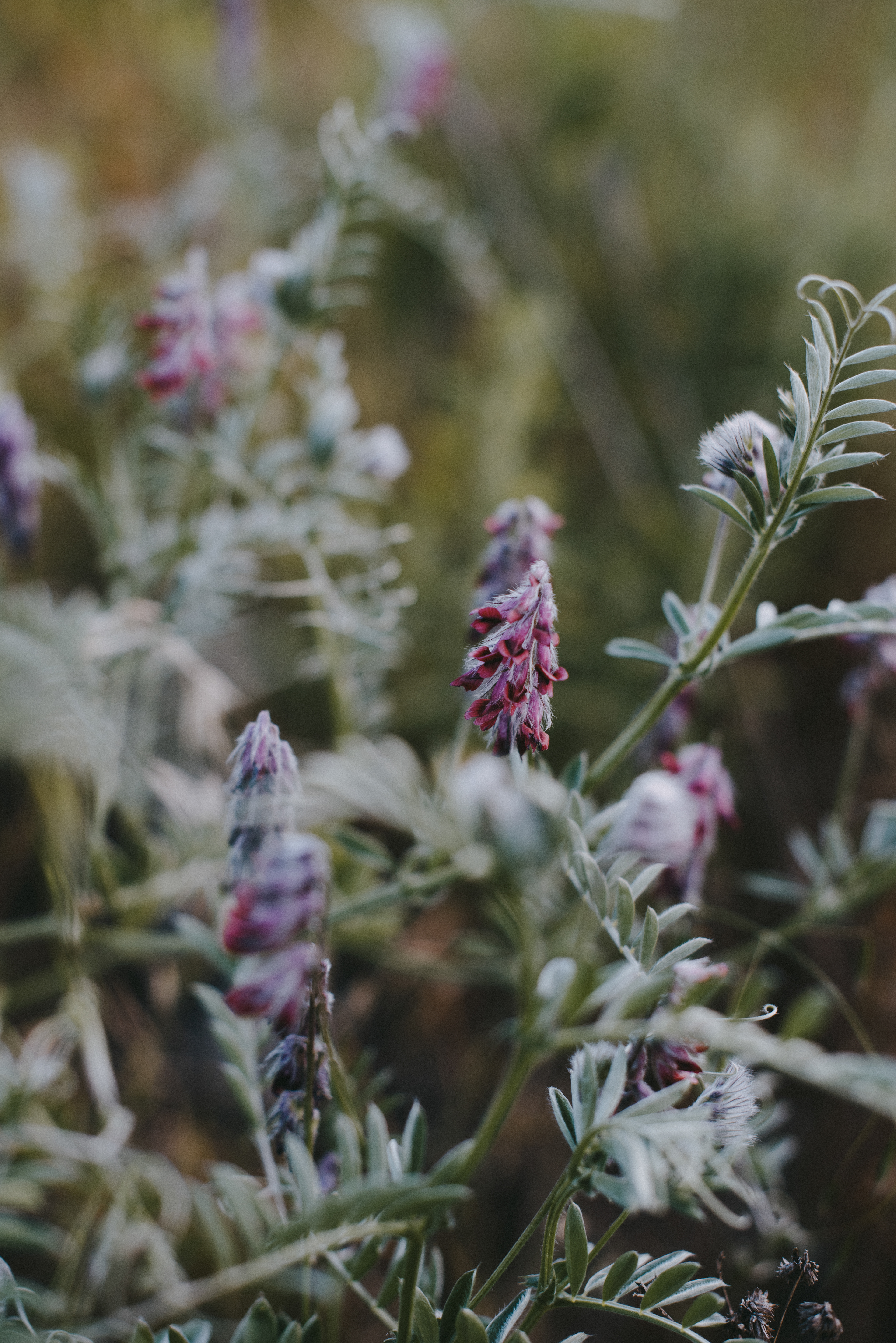 salton milkvetch // Astragalus crotalariae