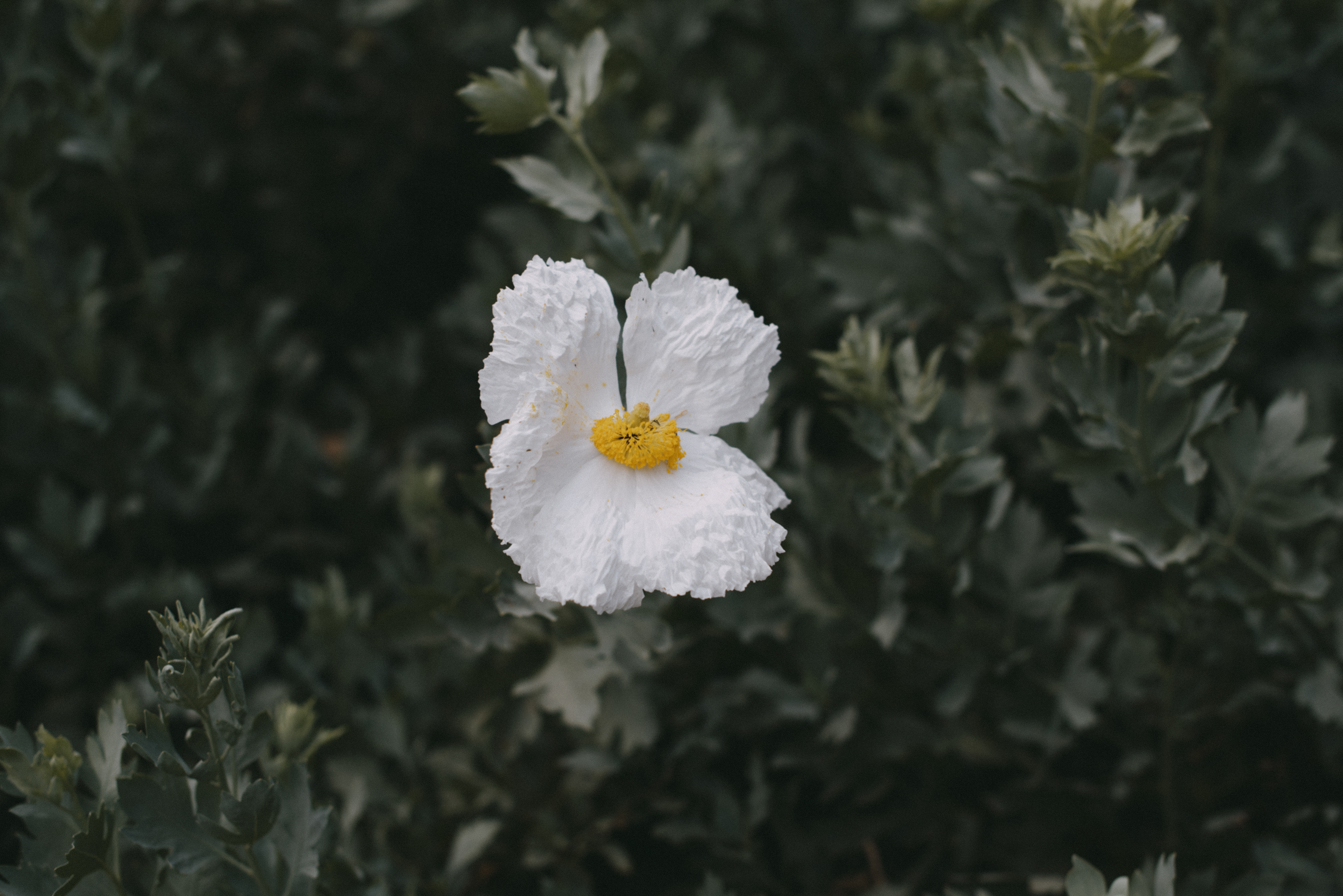 matilija poppy // Romneya coulteri