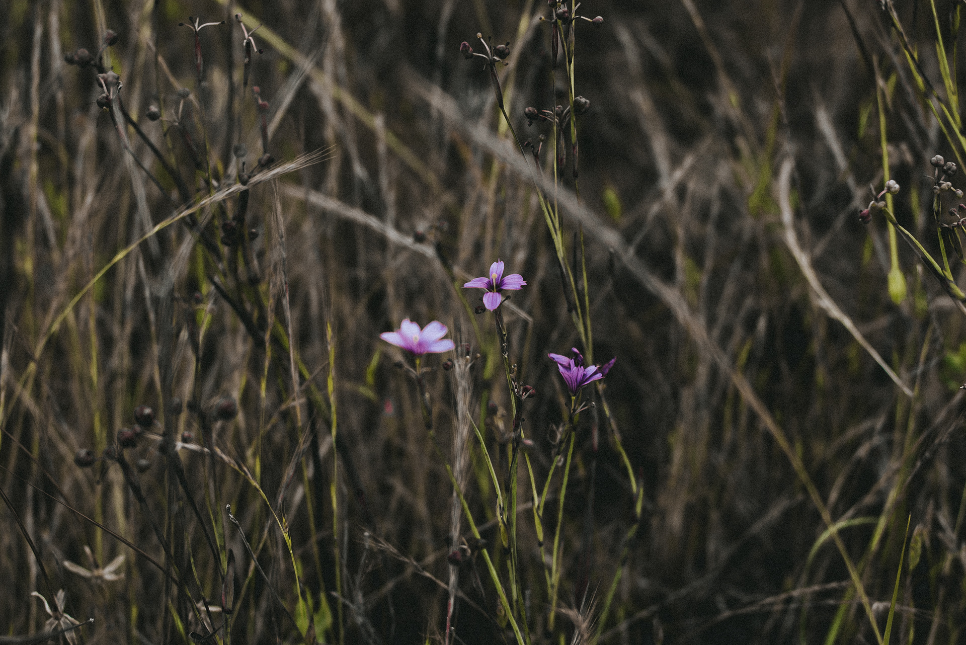 blue-eyed grass // Sisyrinchium bellum