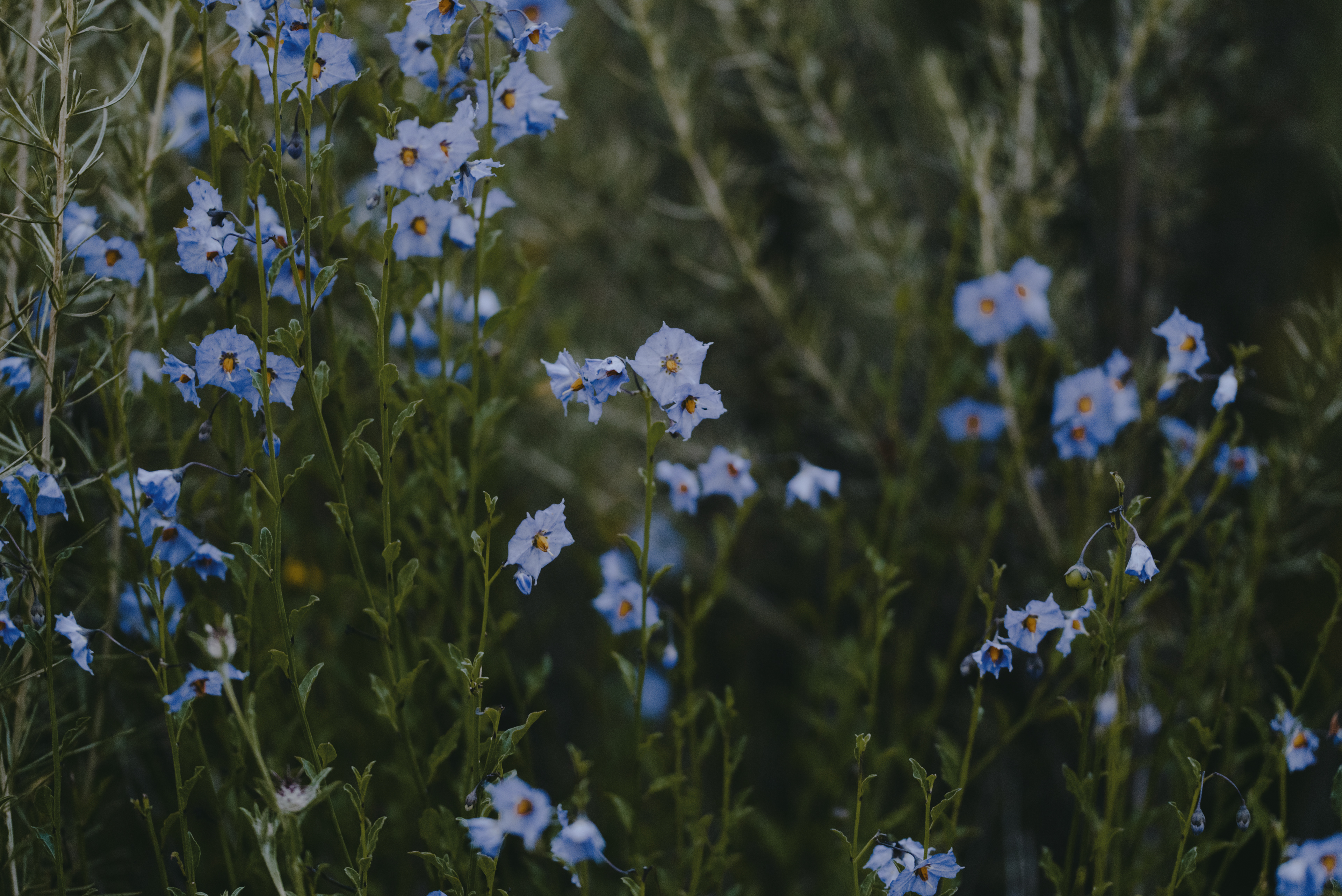chaparral nightshade // Solanum xanti