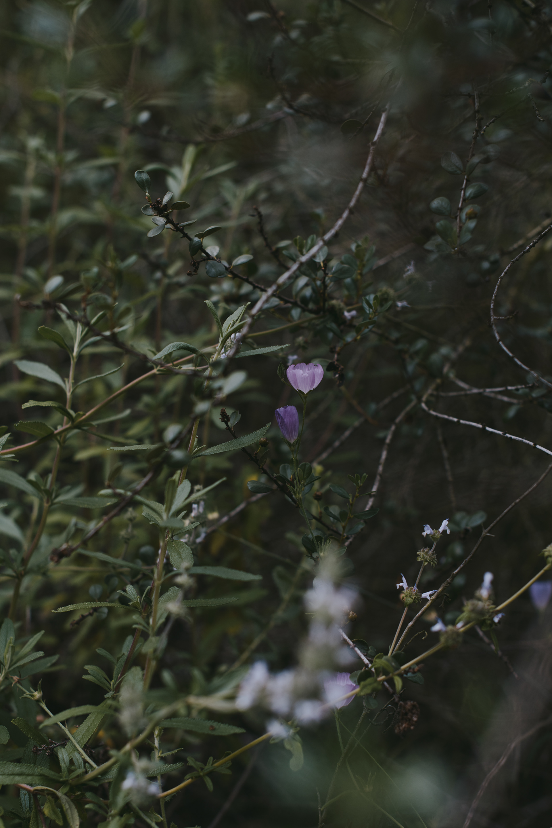 checkerbloom // Sidaclea sparsifolia