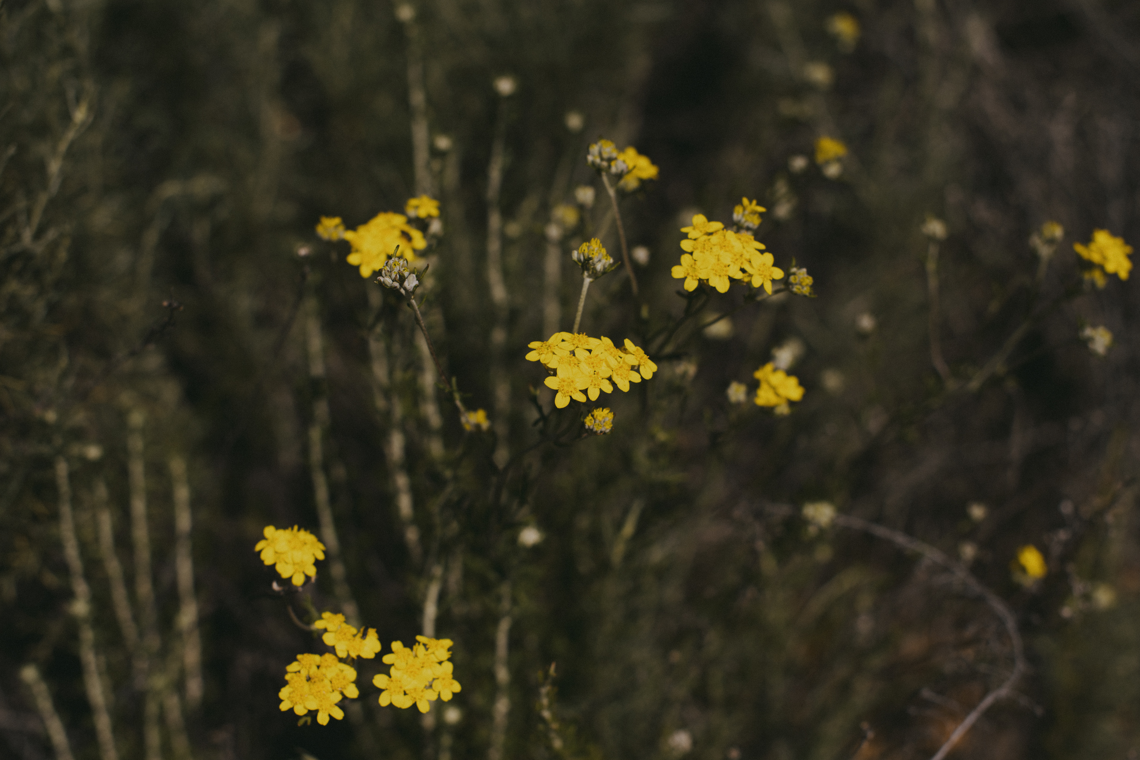golden yarrow // Eriophyllum confertiflorum