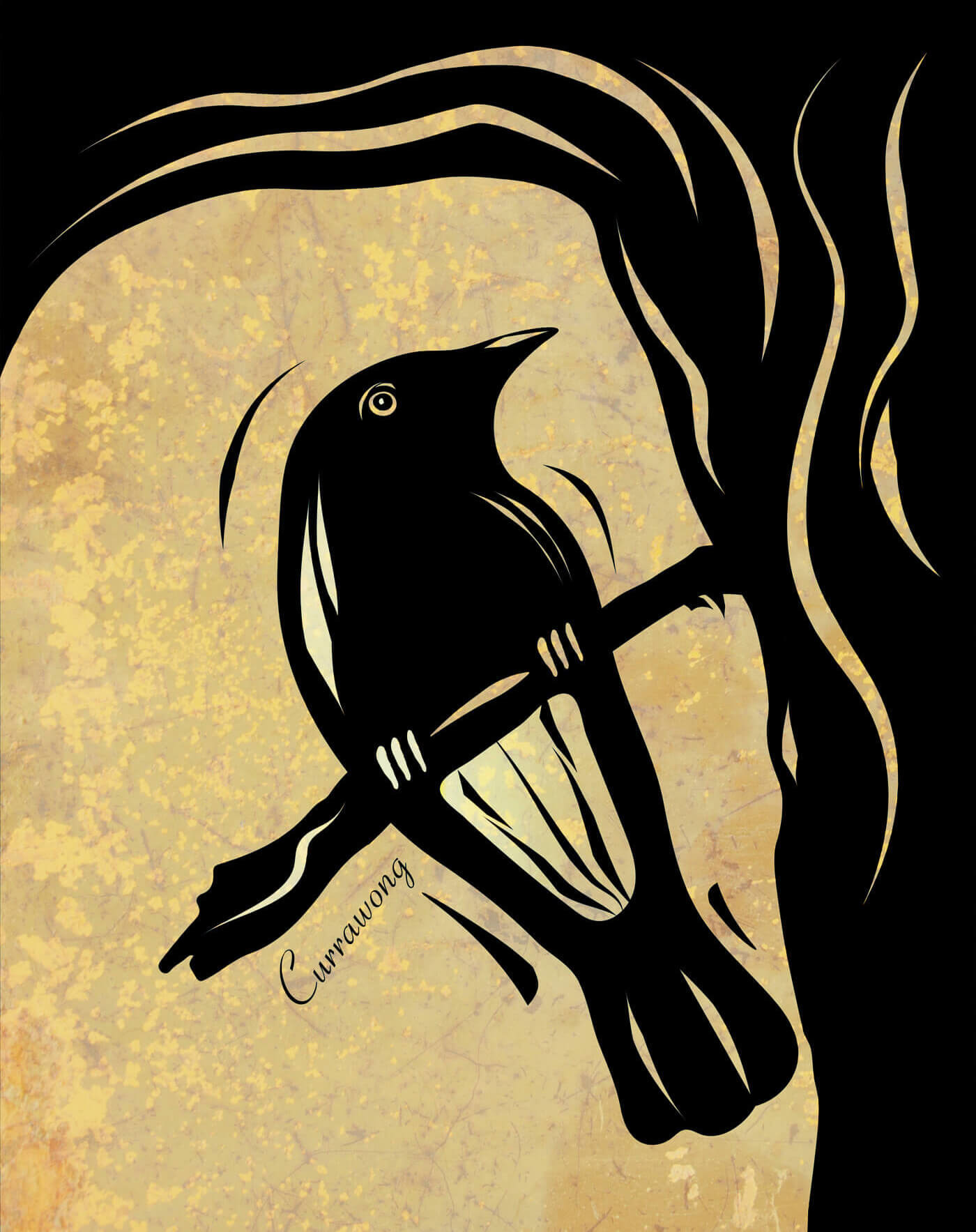 Currawong illustration