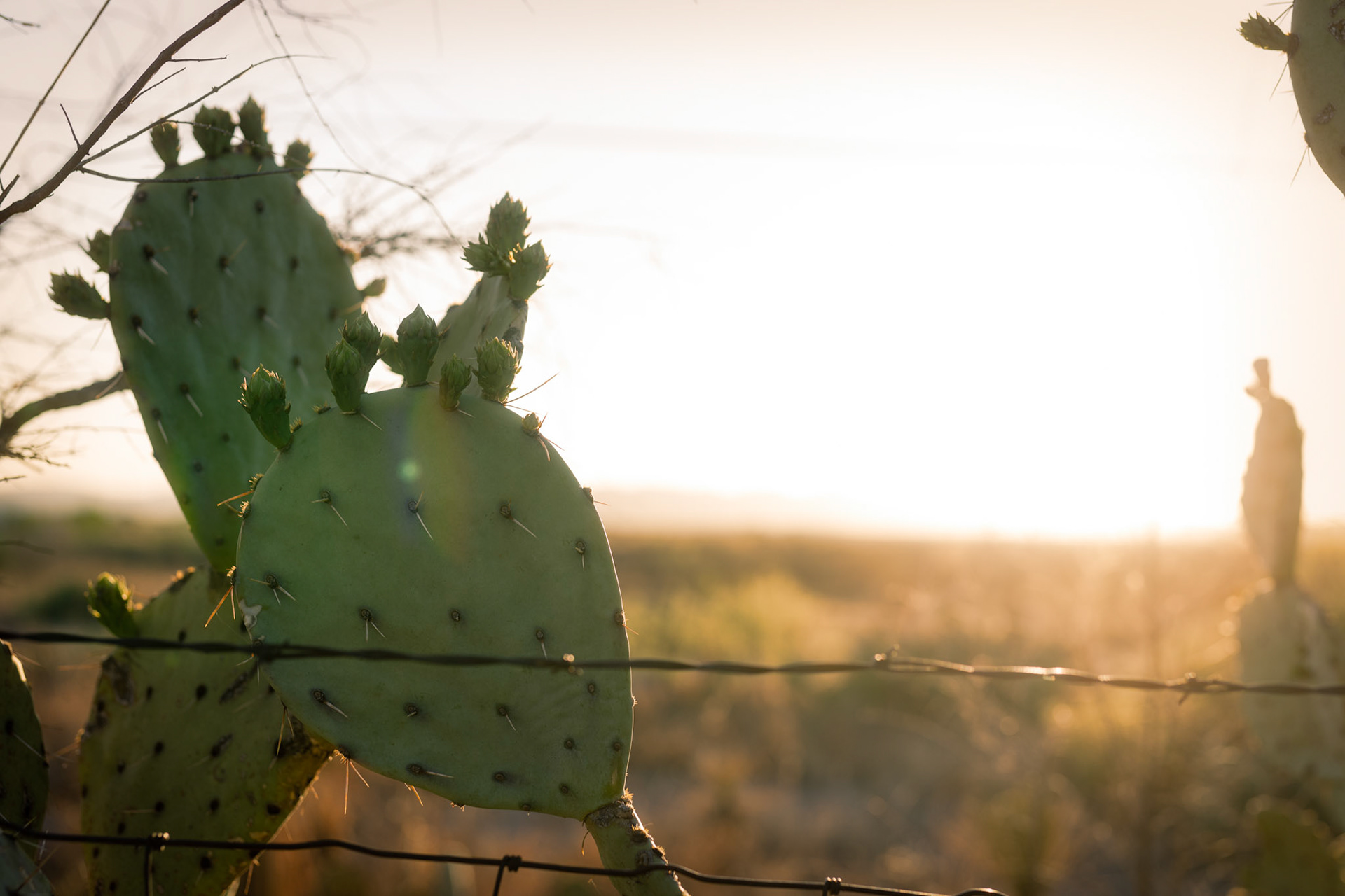 Cactus and barb wired fence. Marathon, TX.