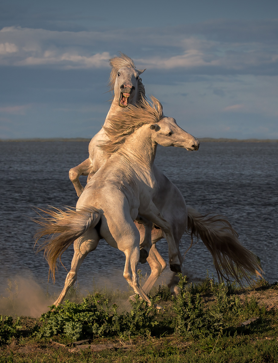 Stallions - 23