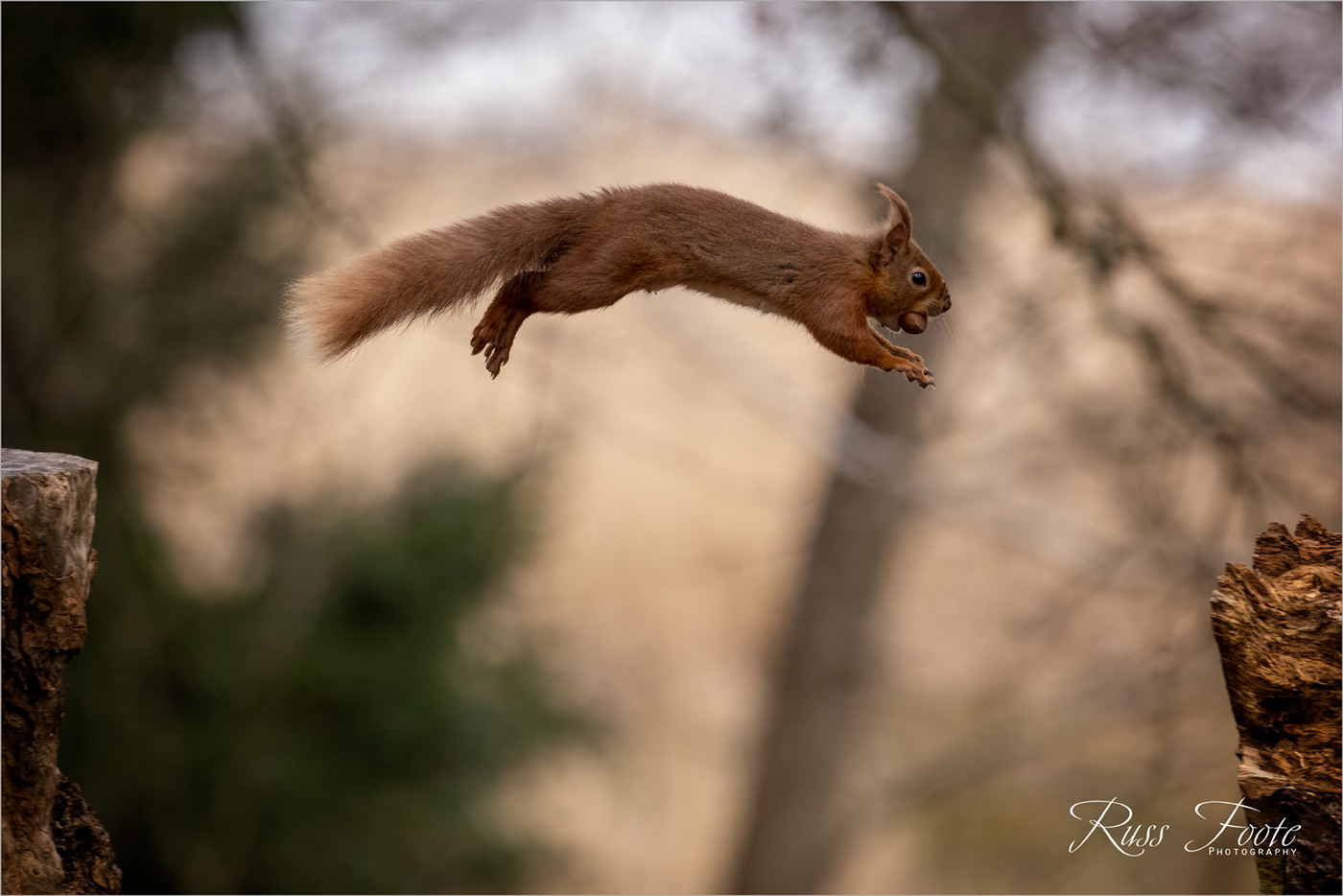 Squirrel Leaping, Brownsea Island