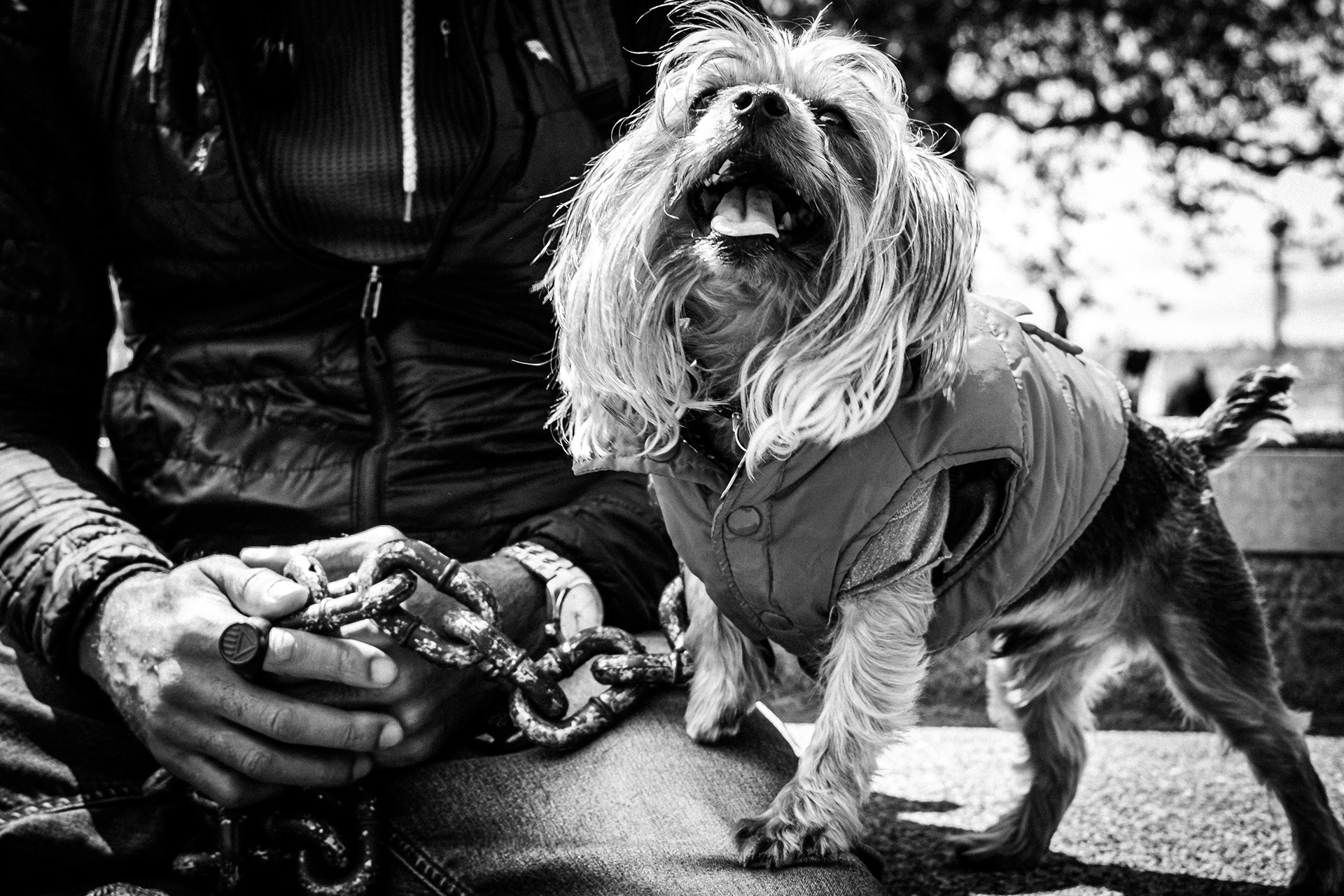 Interesting Dog and owner