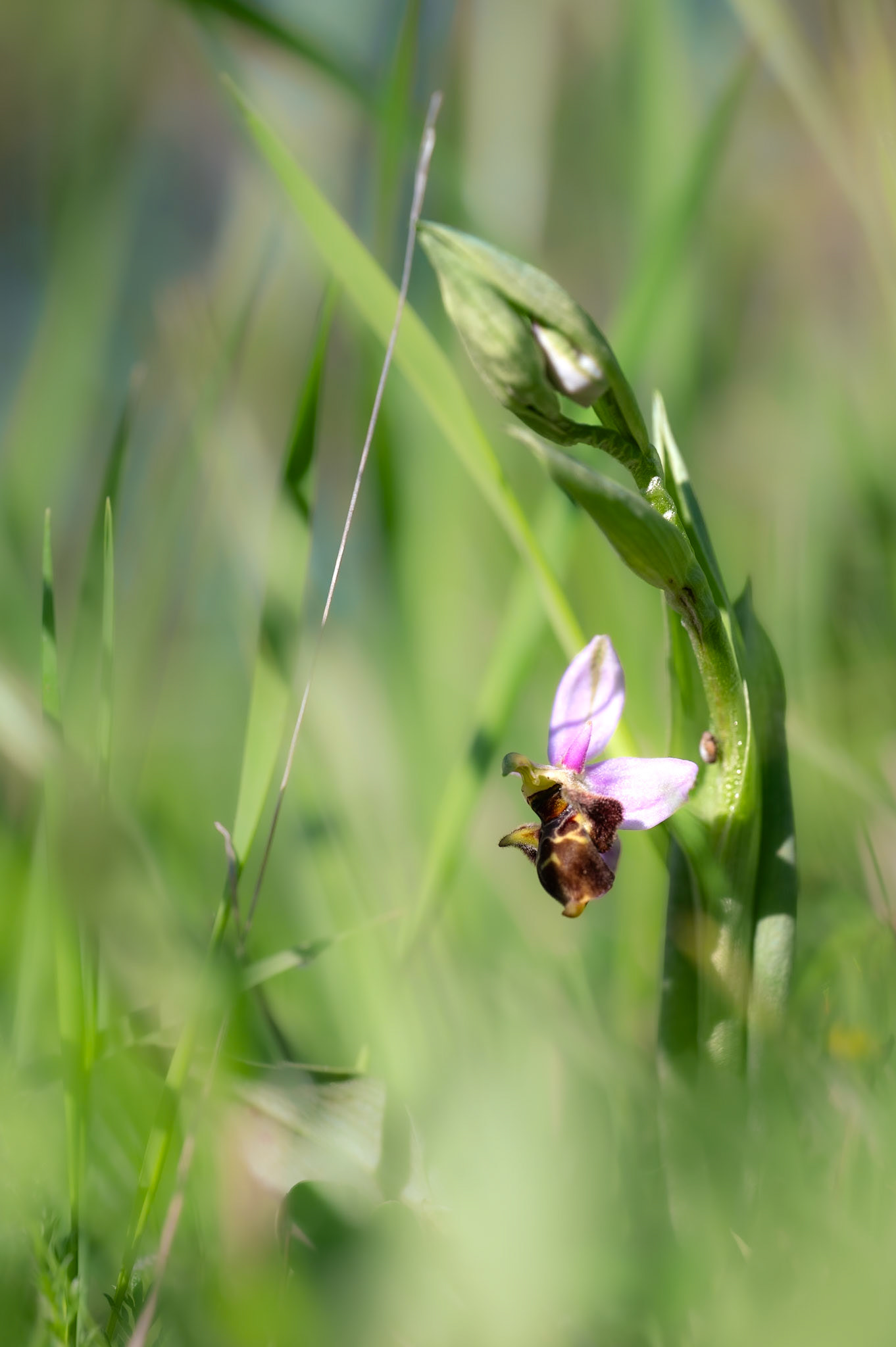 AUPRES DE MON ARBRE... - Ophrys bécasse (Ophrys scolopax) - Marcillac le Vallon, Aveyron - 20/04/2024 - f/5, 1/800 sec, 160 ISO