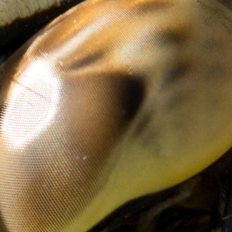 Aeshna Cyanea