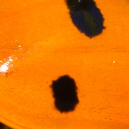 Coccinelle à 6 points