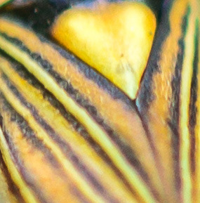 Miris Striatus