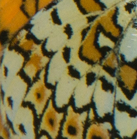 Mélitée orangée