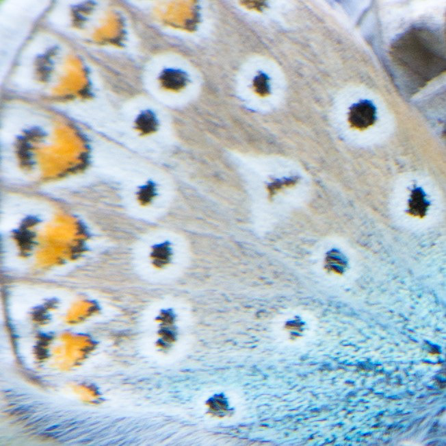 Argus bleu