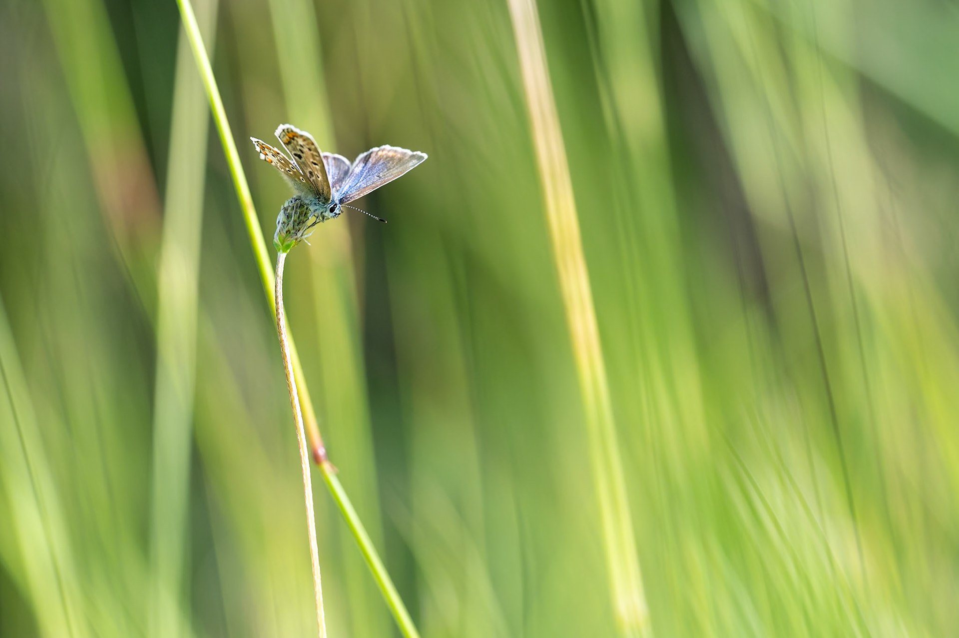 VENT FRAIS, VENT DU MATIN - Collier-de-corail ou Argus brun (Aricia agestis) - Bois de Morval (95) - 06/06/2024- f/5.6, 1/400 sec, 160 ISO