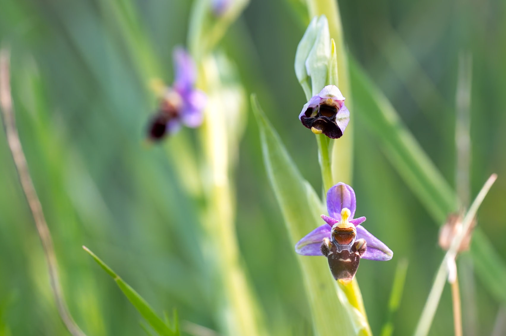 SE DECOUVRIR - Ophrys bécasse (Ophrys scolopax) - Marcillac le Vallon, Aveyron - 20/04/2024 - f/5.6, 1/125 sec, 220 ISO