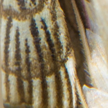 Famille des Odontoceridae