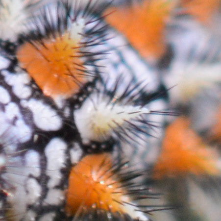 Melitea didyma (larve)