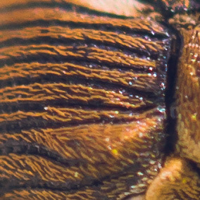 Anthonome du Merisier